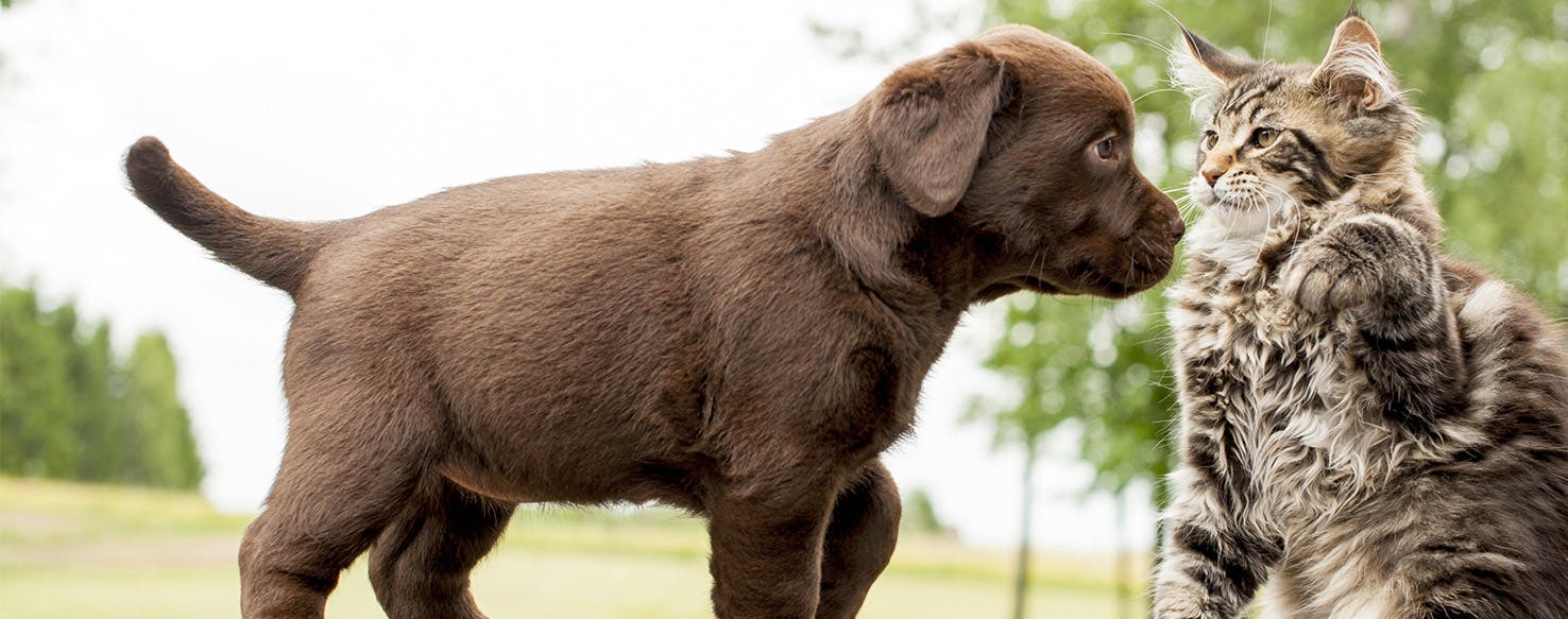 What happens if your outlet dog eats cat litter