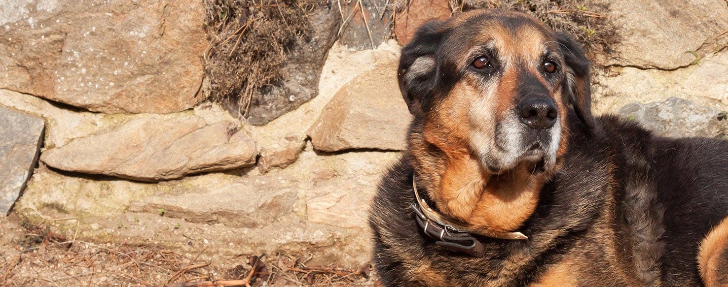 wellness-dogs-can-be-neutered-early-but-should-they-be-hero-image