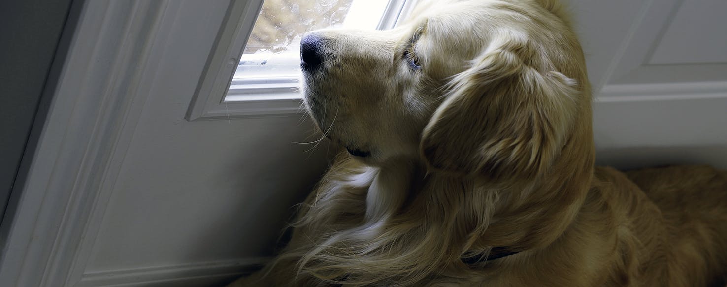 wellness-dont-leave-me-separation-anxiety-in-dogs-hero-image