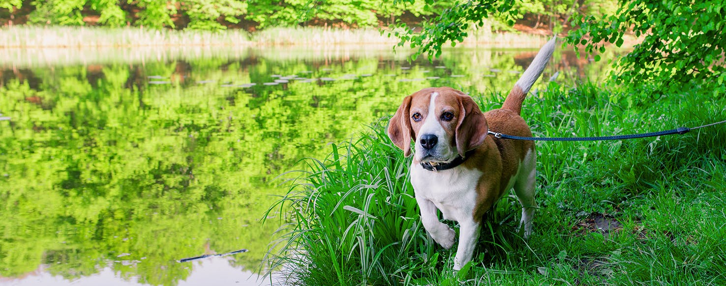 Herbal remedies for clearance dogs