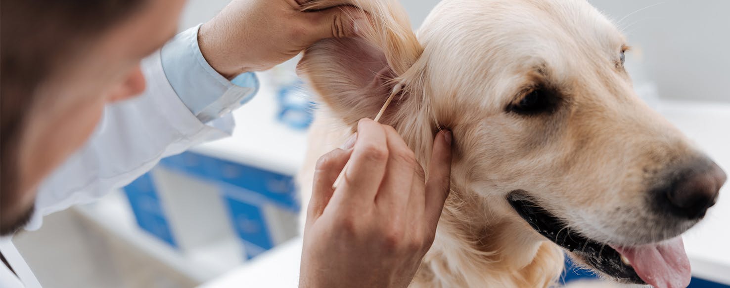 Dog ear clearance infection antibiotic dosage