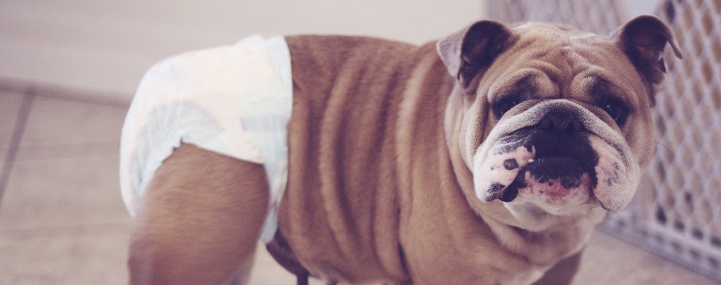 Bulldog diapers clearance