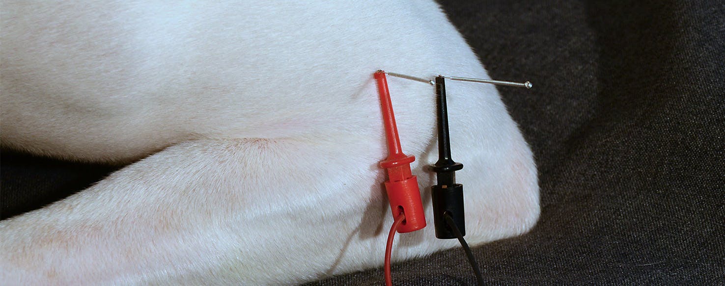 wellness-electroacupuncture-treatment-for-your-dogs-pain-hero-image