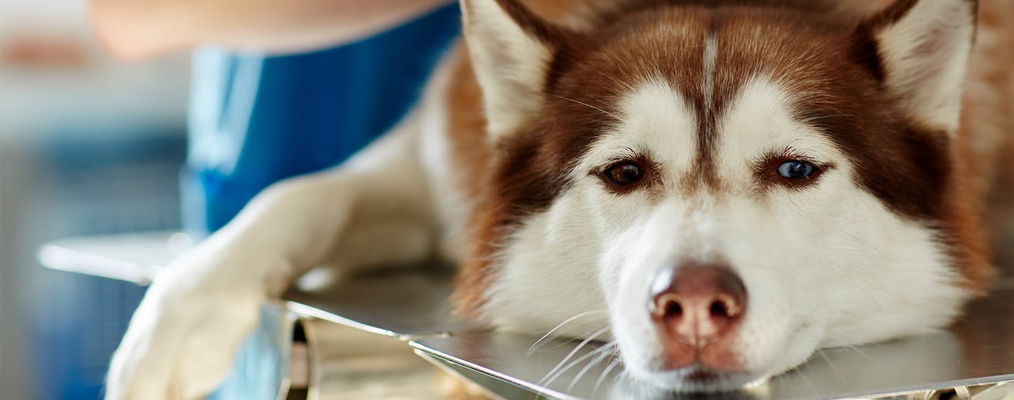 Encouraging Your Dog To Eat When Sick