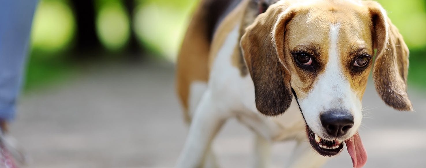 Beagle tear outlet stains