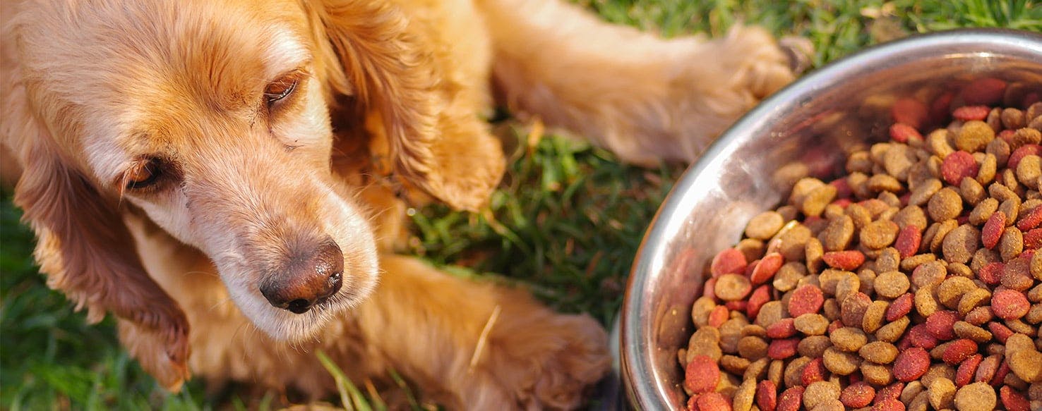 Ethoxyquin Additive in Your Dog s Food and What You Should Know