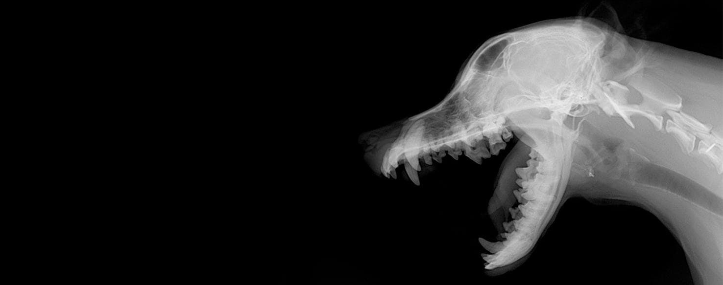 can a dog have an x ray without anaesthetic