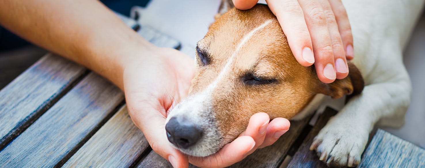 are ear thermometers accurate for dogs