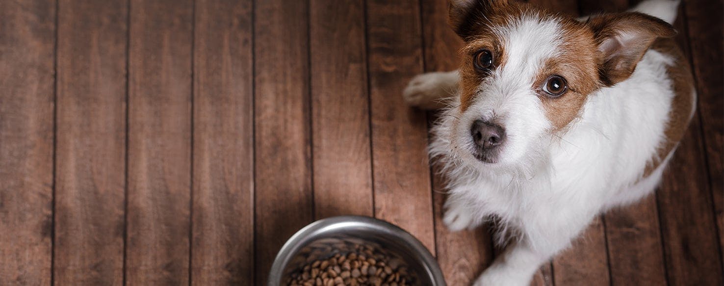 The 12 Best Slow Feeder Dog Bowls For Your Chow Hound