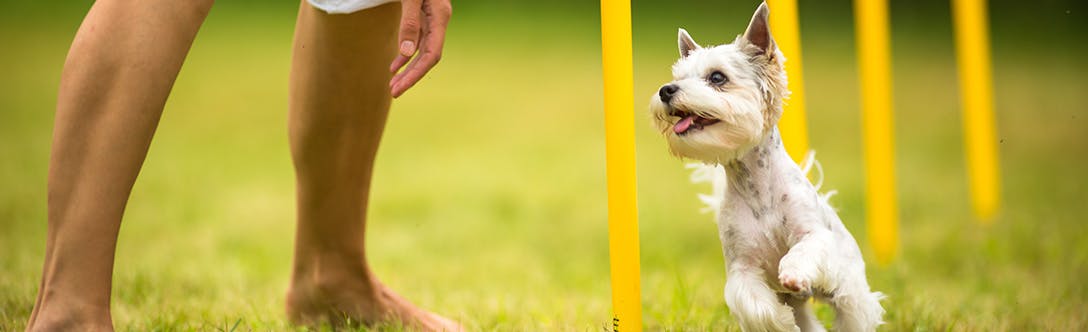 wellness-five-ways-to-keep-your-puppy-busy-hero-image