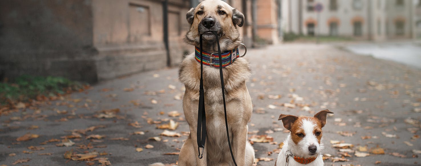 how do i choose a dog walker