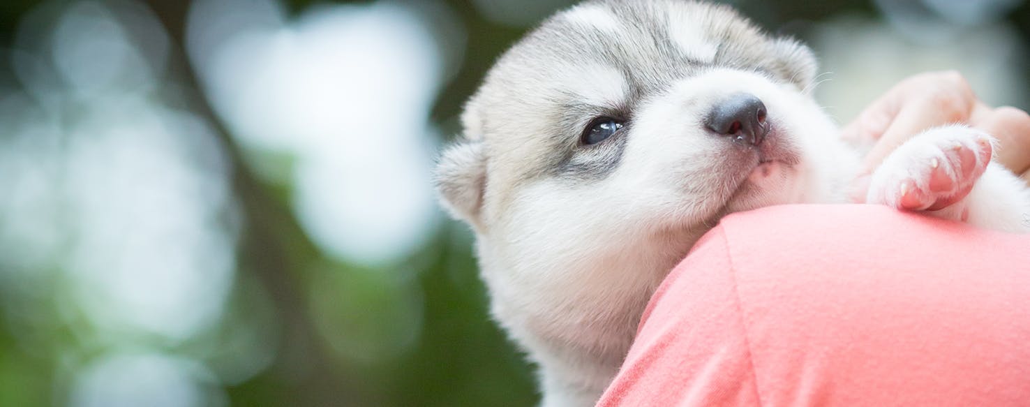 Newborn puppies store