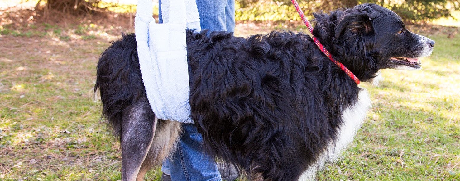 Homemade sling outlet for dog