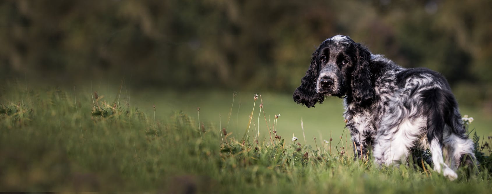 what is meal in dog food