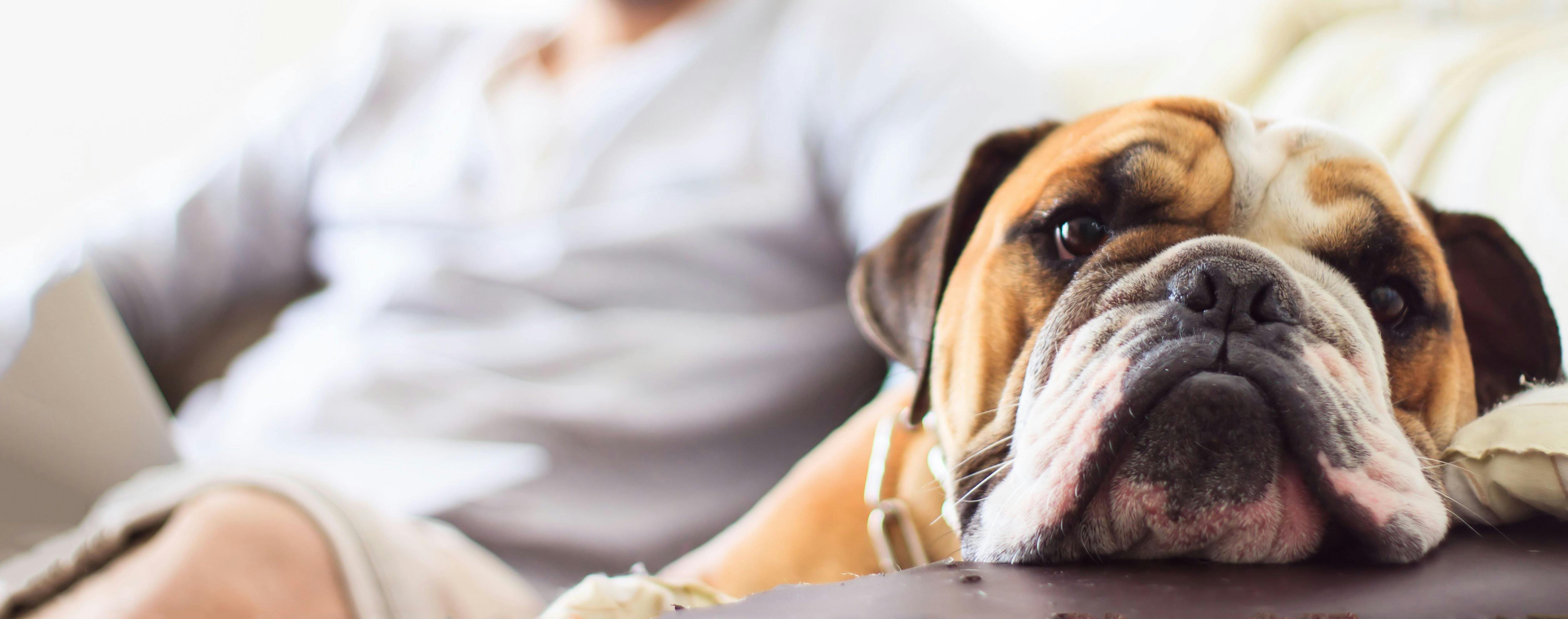 Dog not eating and sales constipated