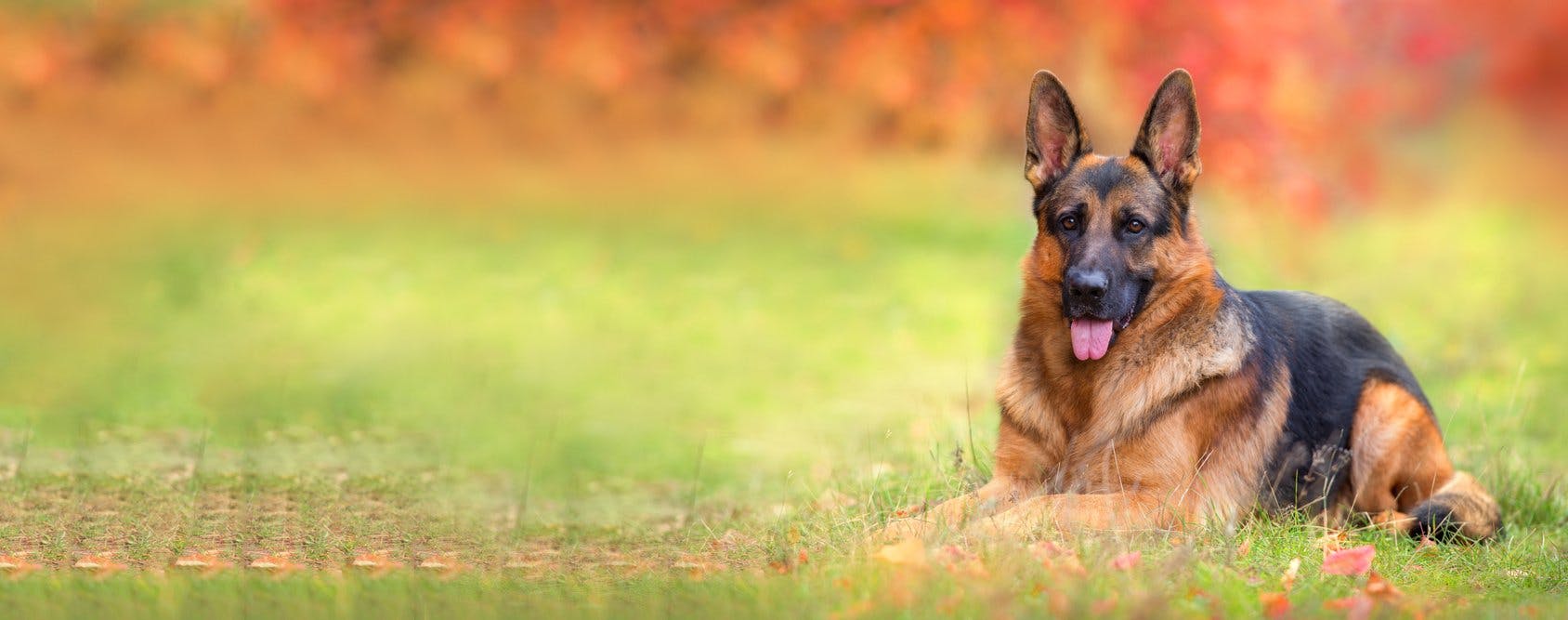 Smart and Safe: Why Your Vet Wants to Muzzle Your Dog