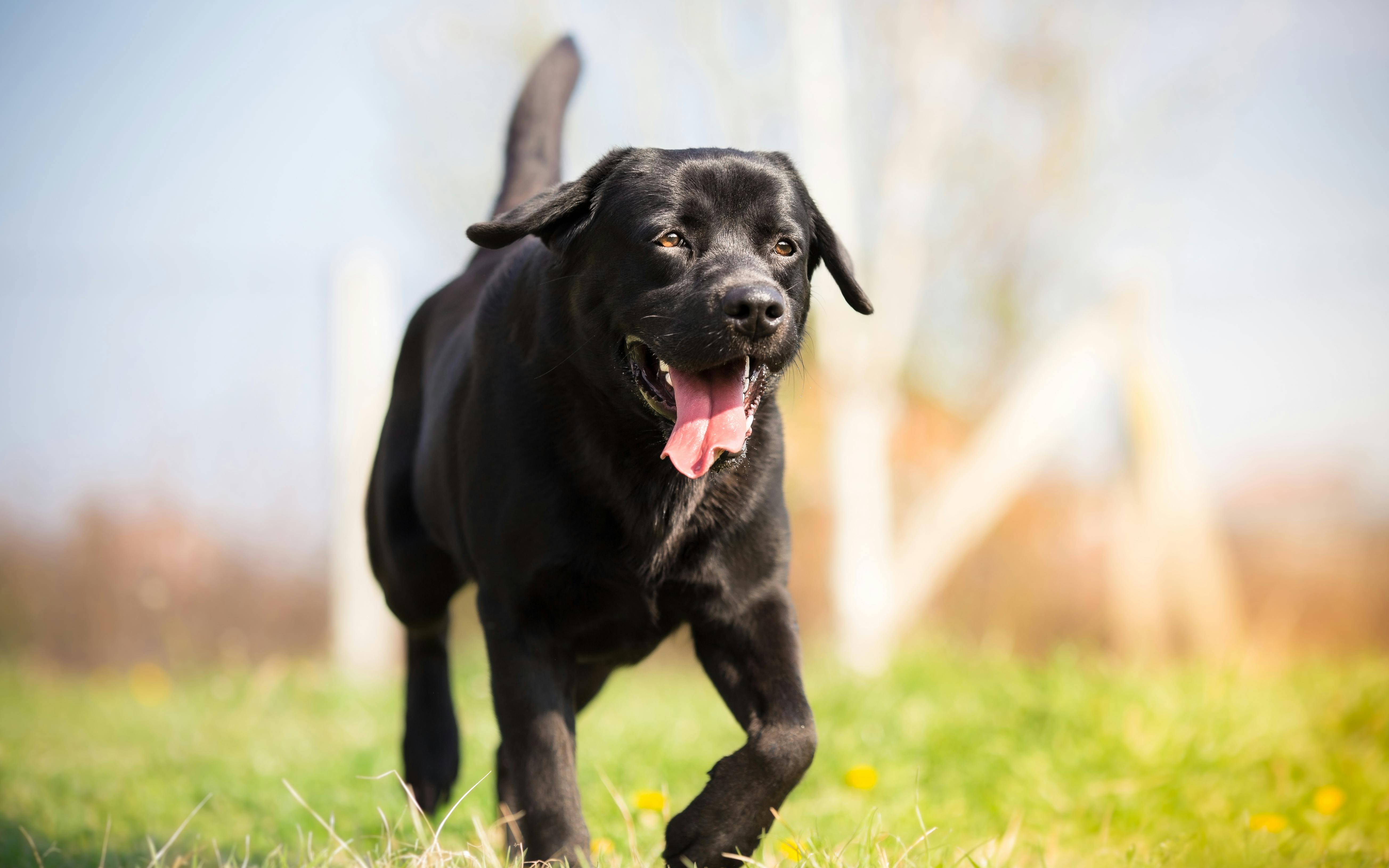 are purebred labrador retrievers prone to health problems