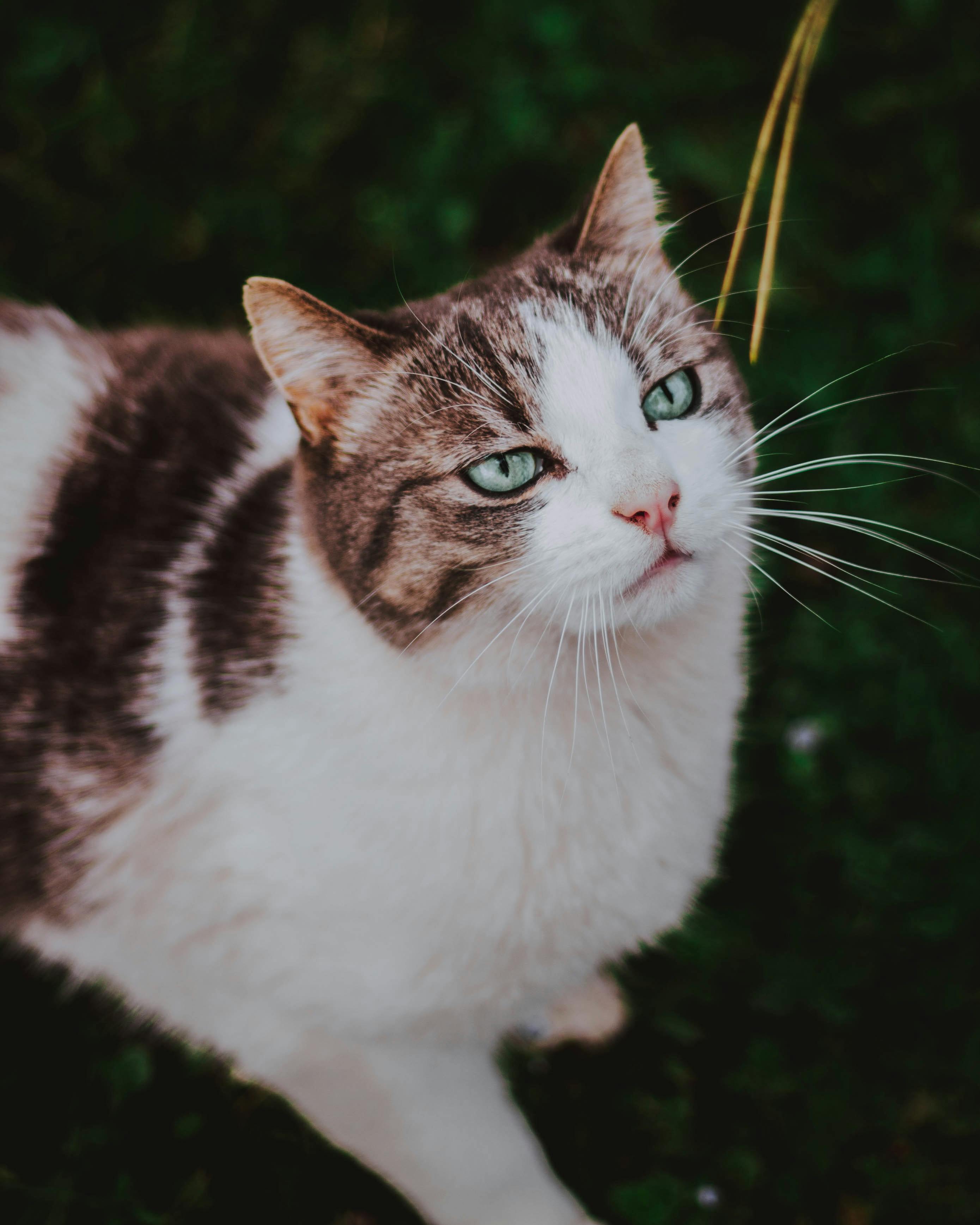 Can cats get allergies in their eyes? Wag!