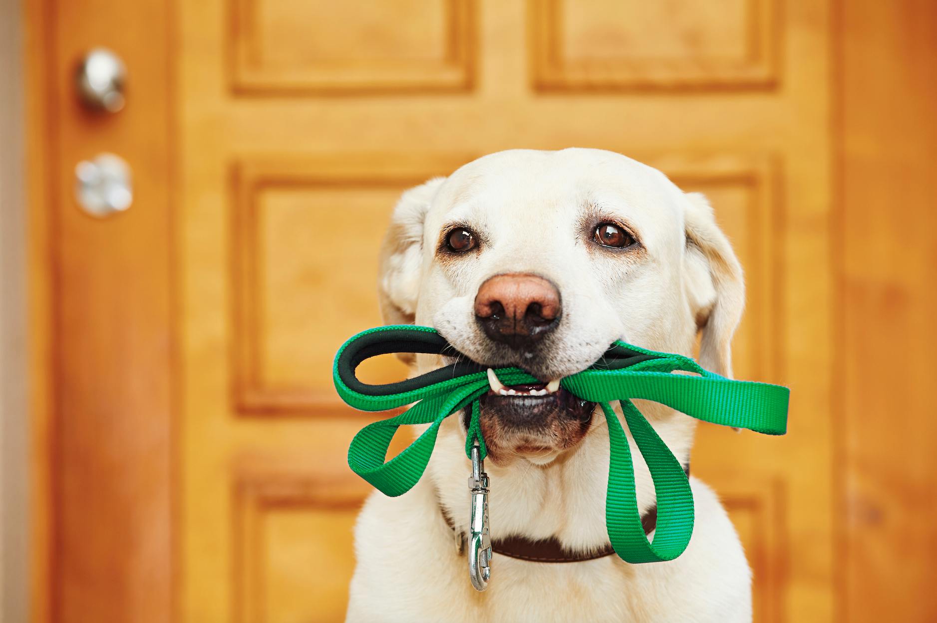 Dog walking outlet essentials