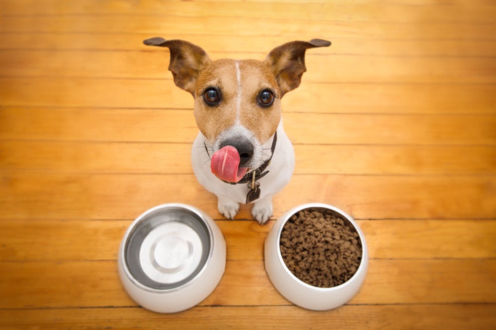 Indestructible dog water outlet bowl