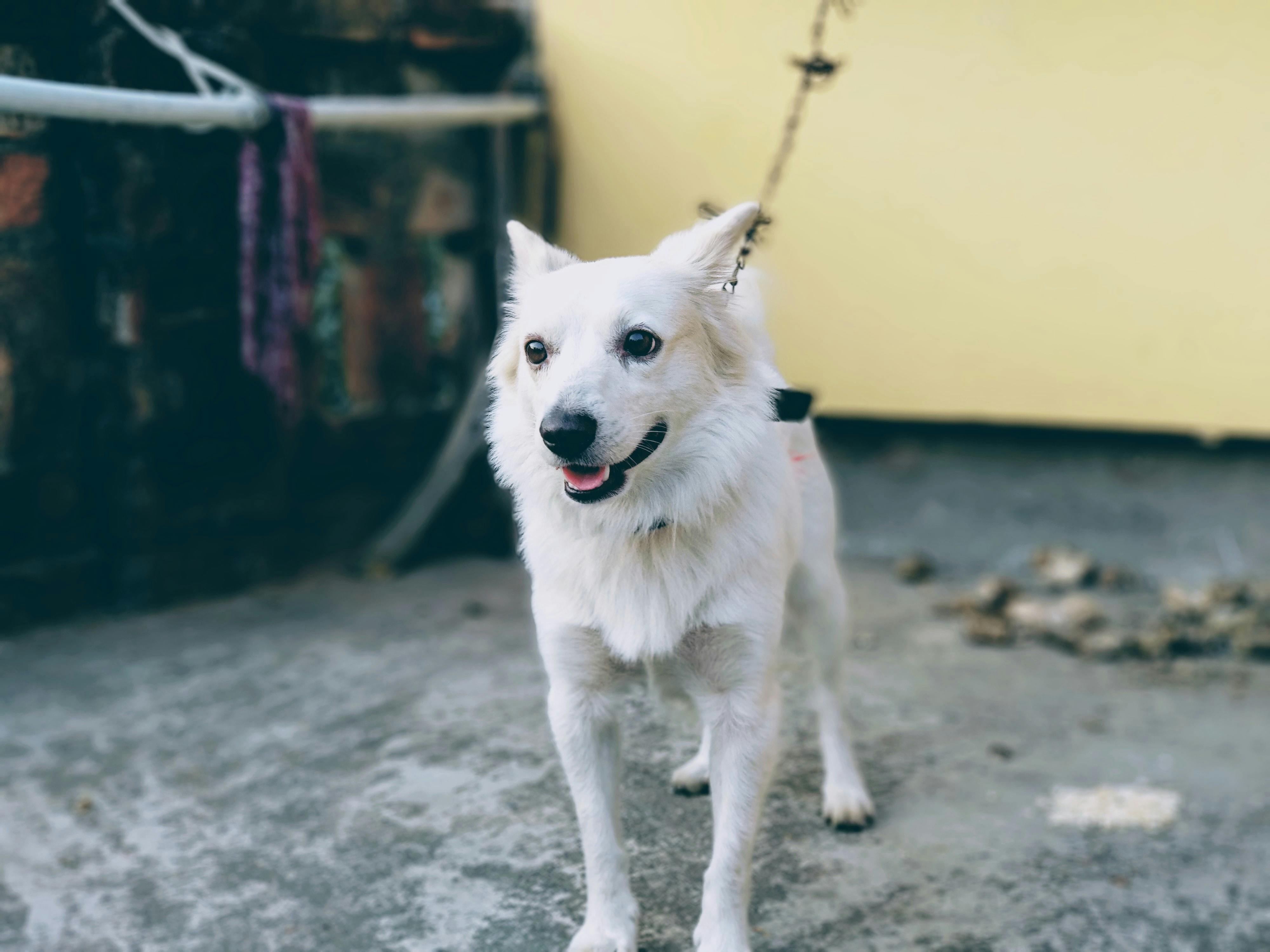 can service dogs wear prong collars