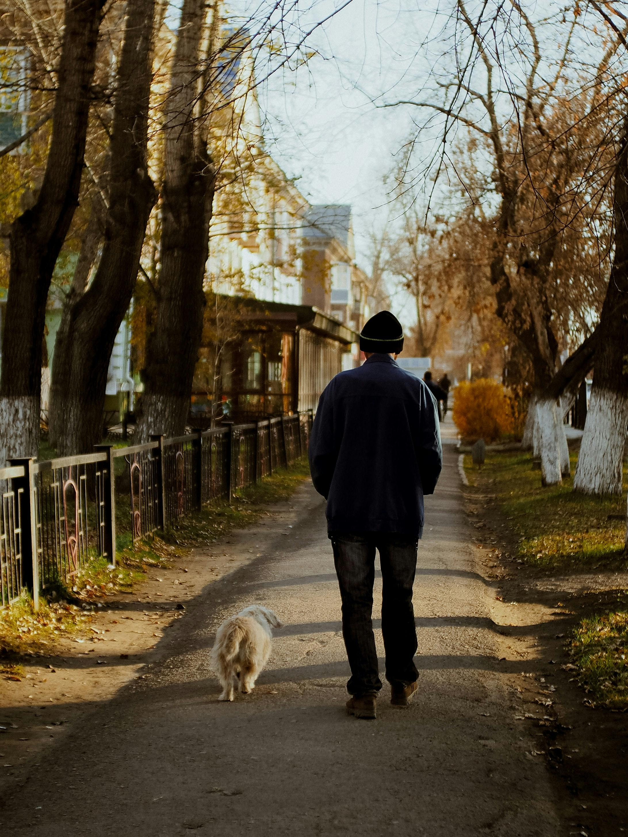 is it better to walk your dog in the morning or at night