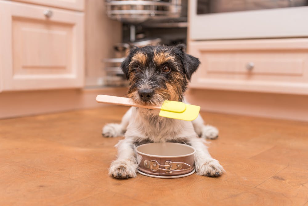 Feeding oatmeal outlet to dogs