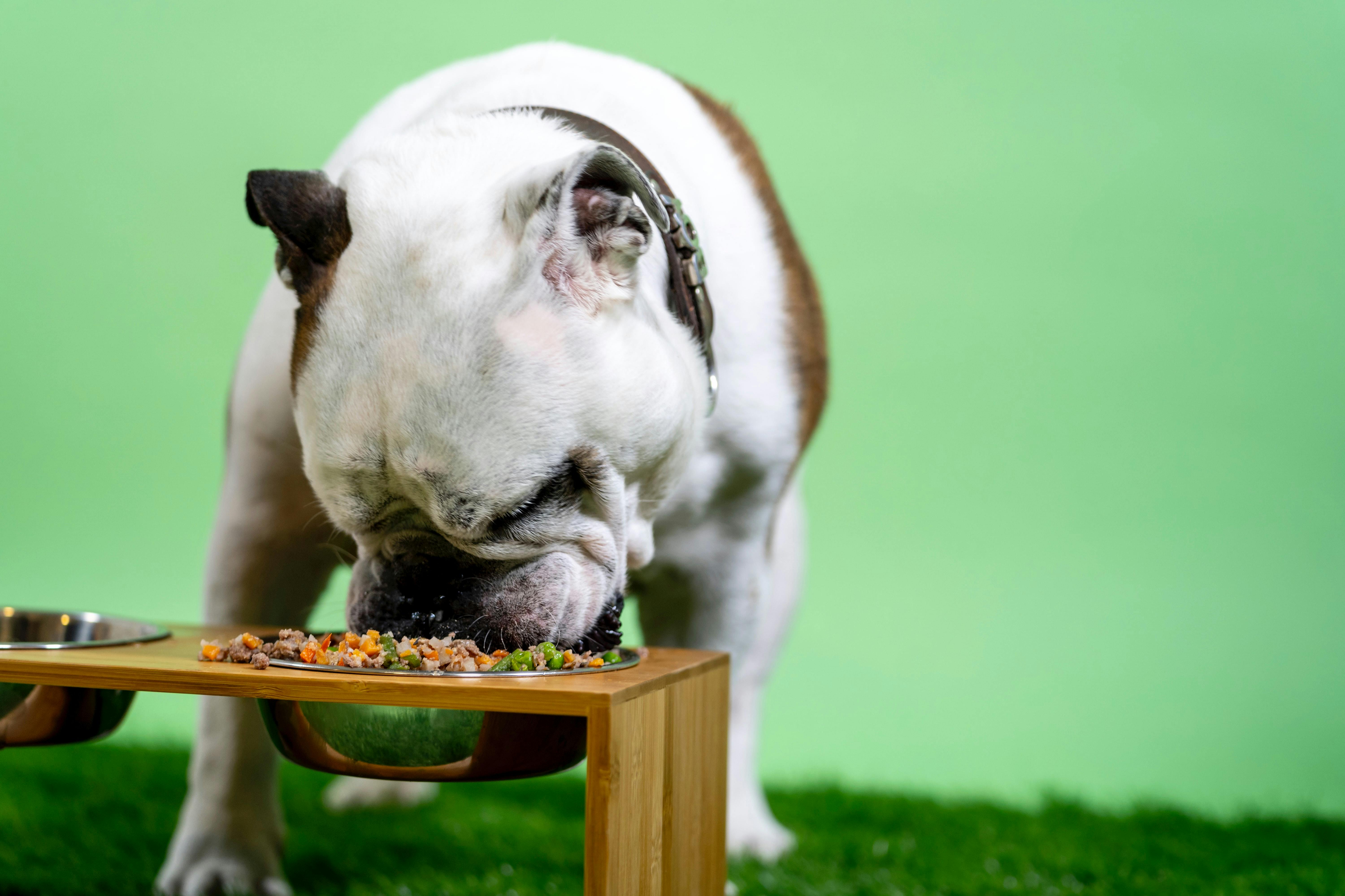 puppy eating dog food