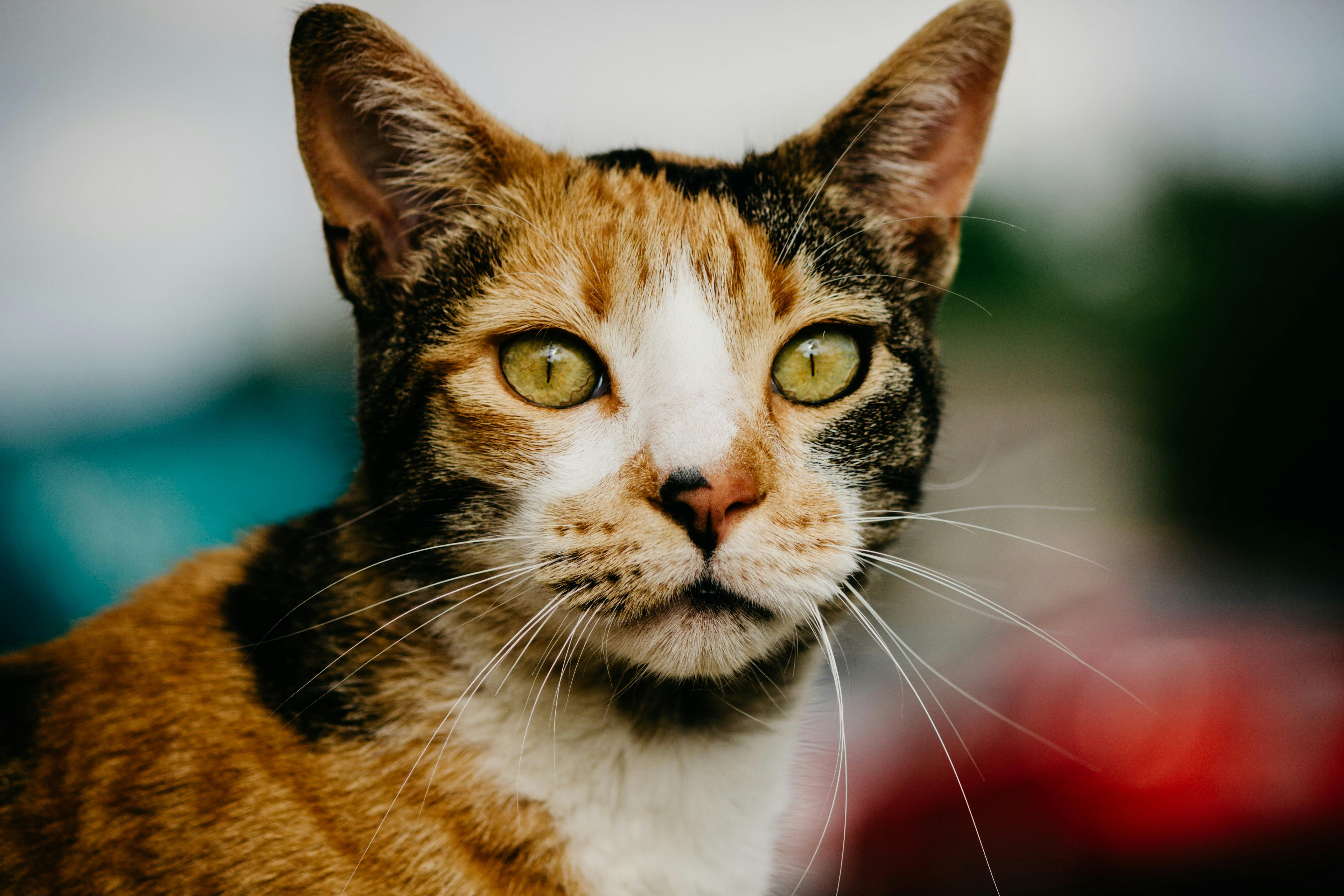 White Male Calico Cat