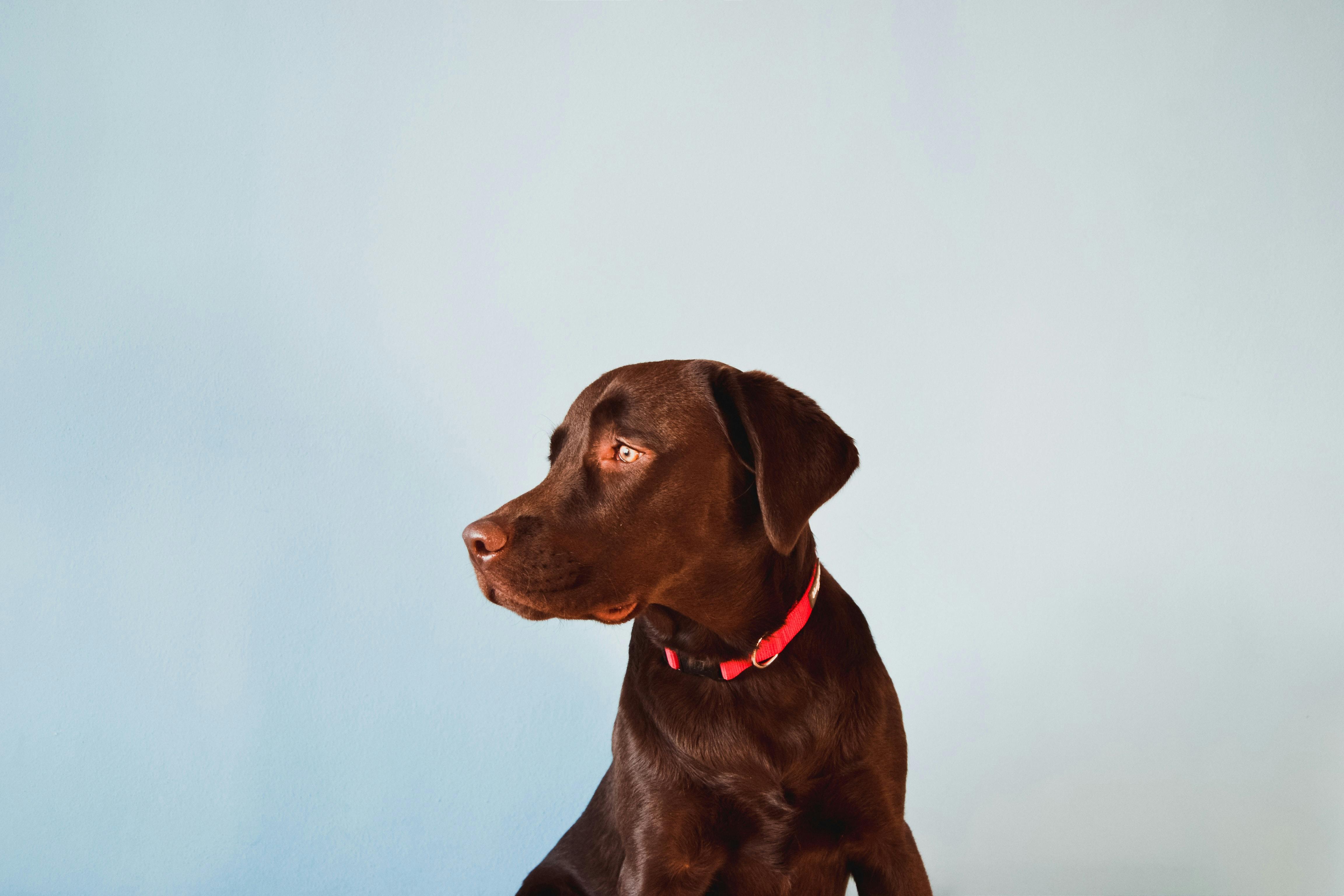 Best bark clearance collar for labrador