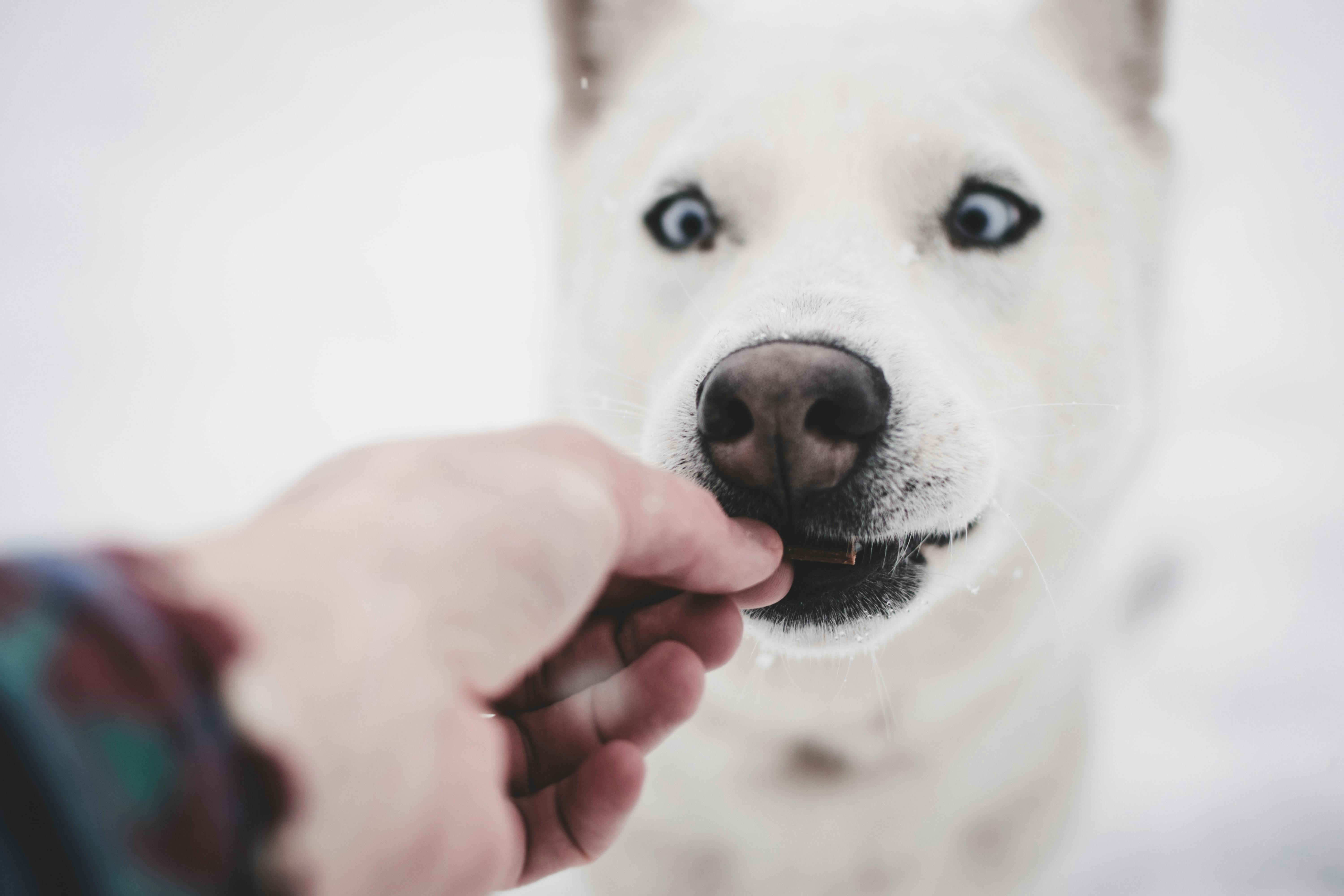 How to Stimulate Your Puppy s Appetite