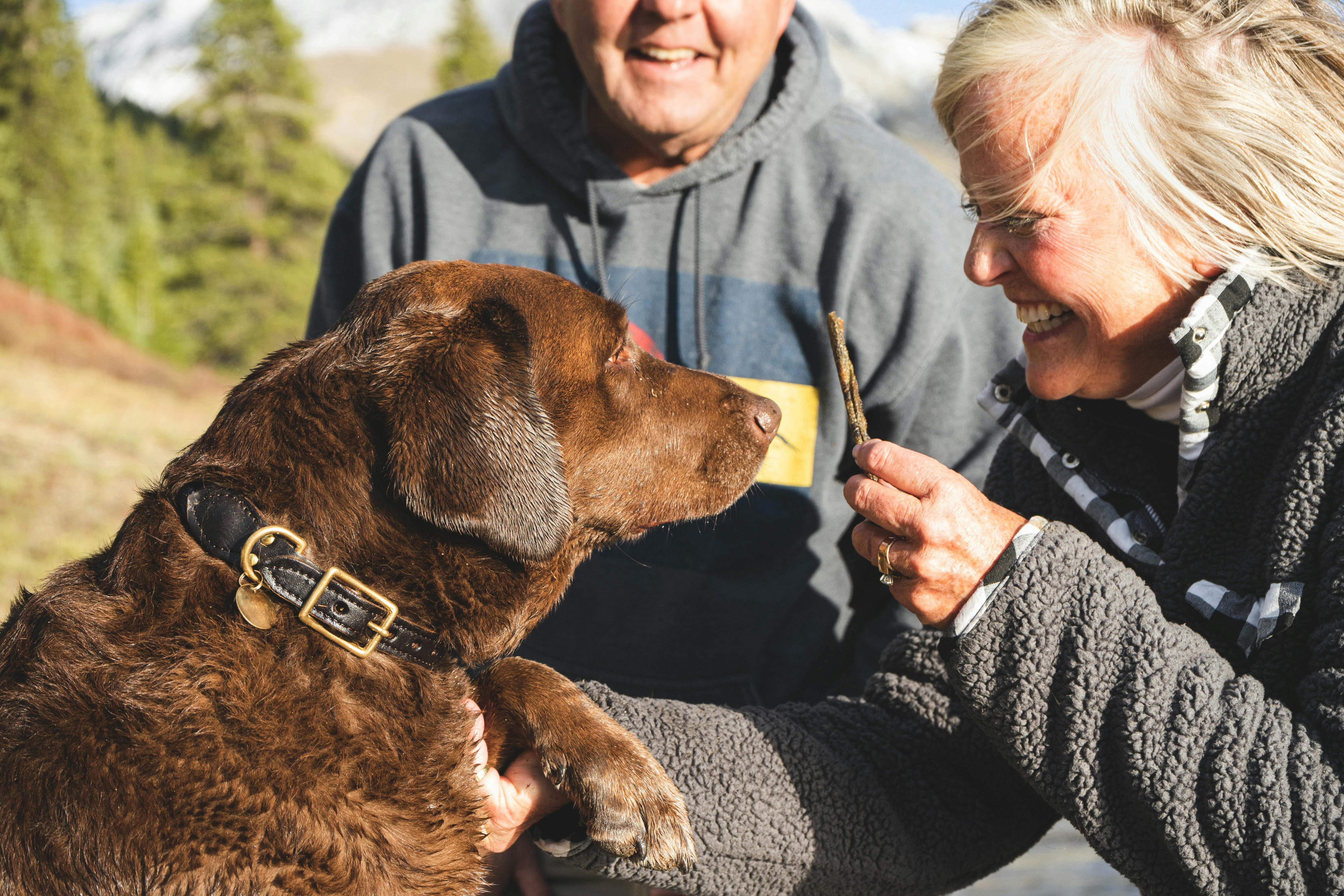 can road salt cause seizures in dogs