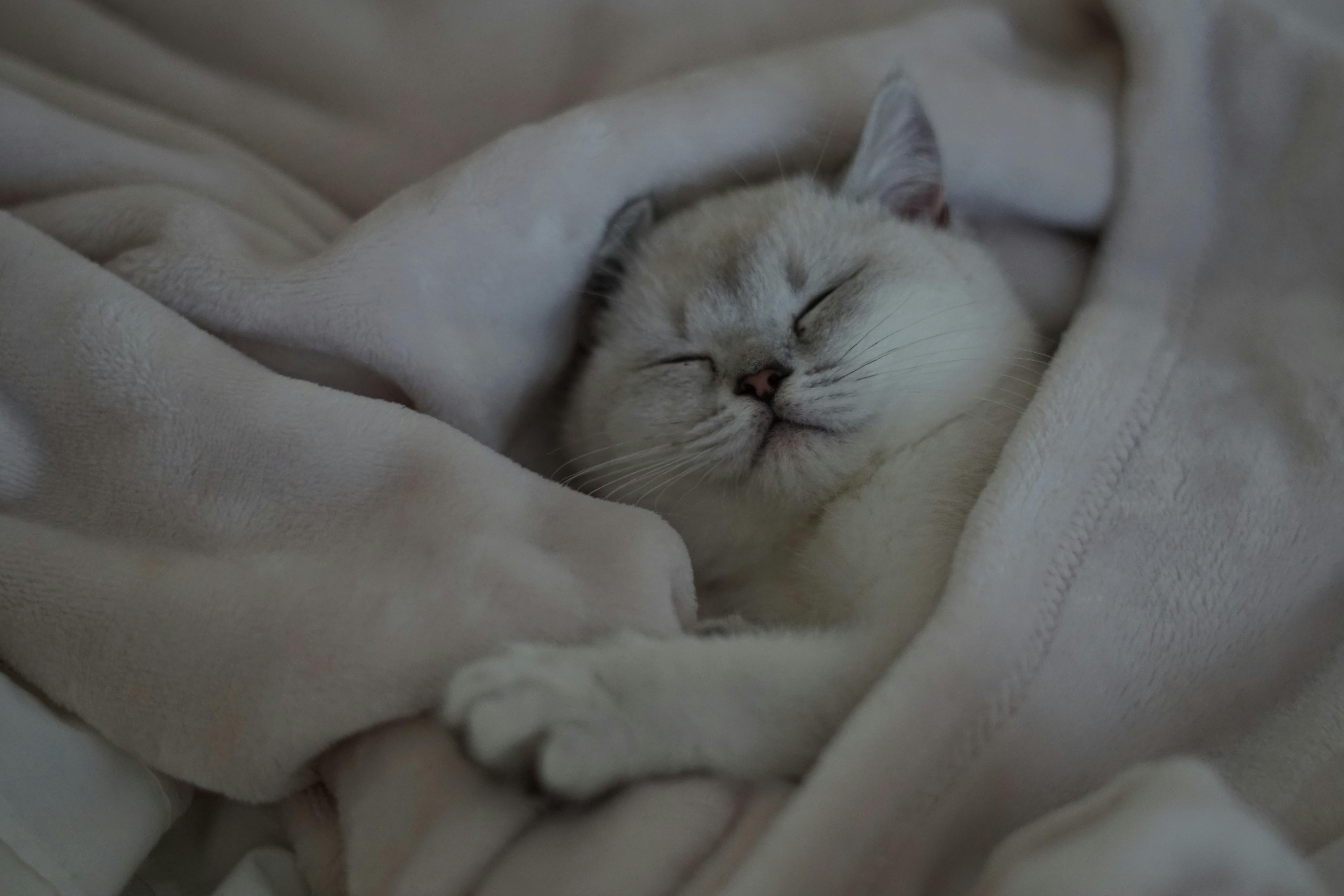 wellness-how-often-should-kittens-sleep-hero-image