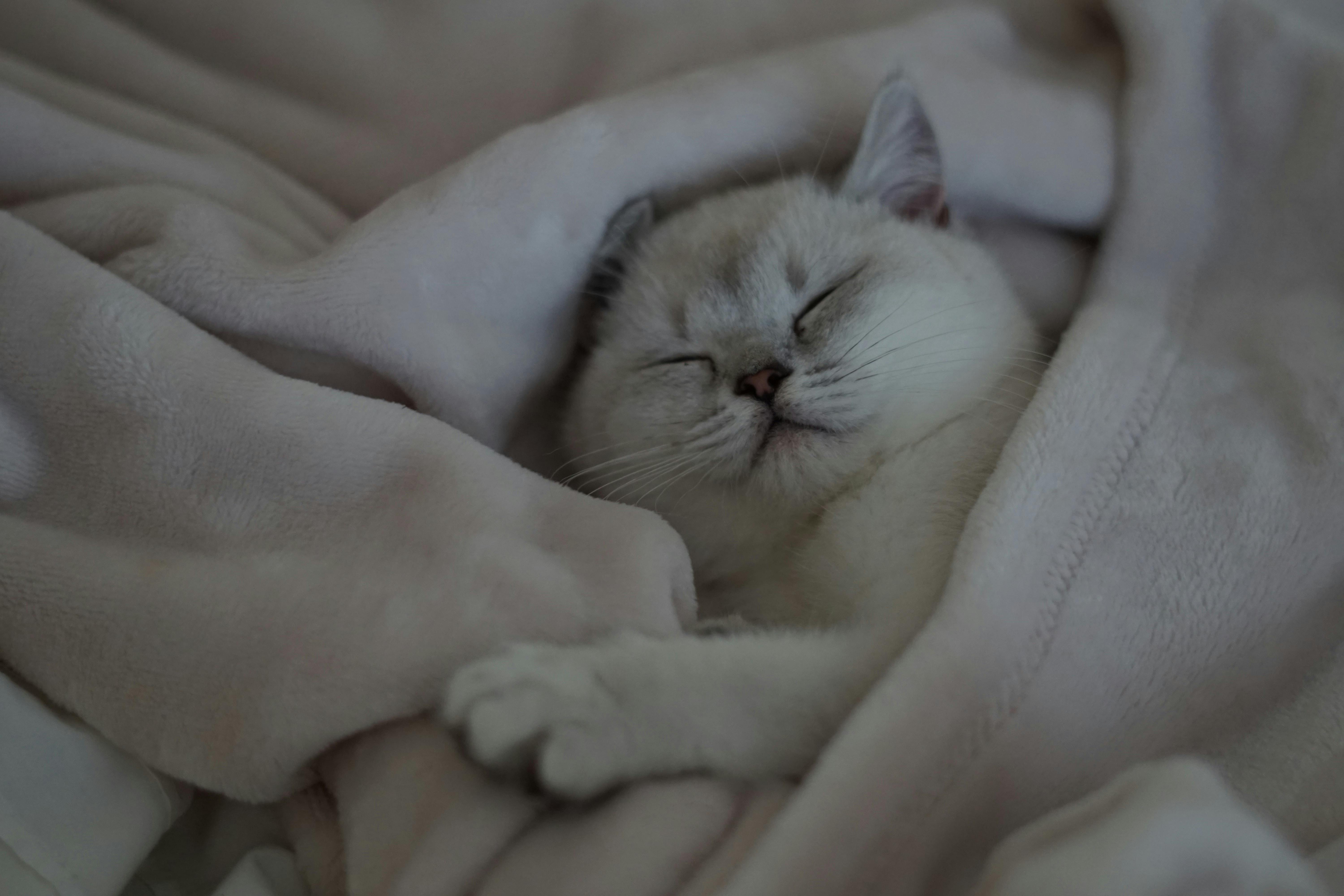 Kitten sleeping 2025 in bed