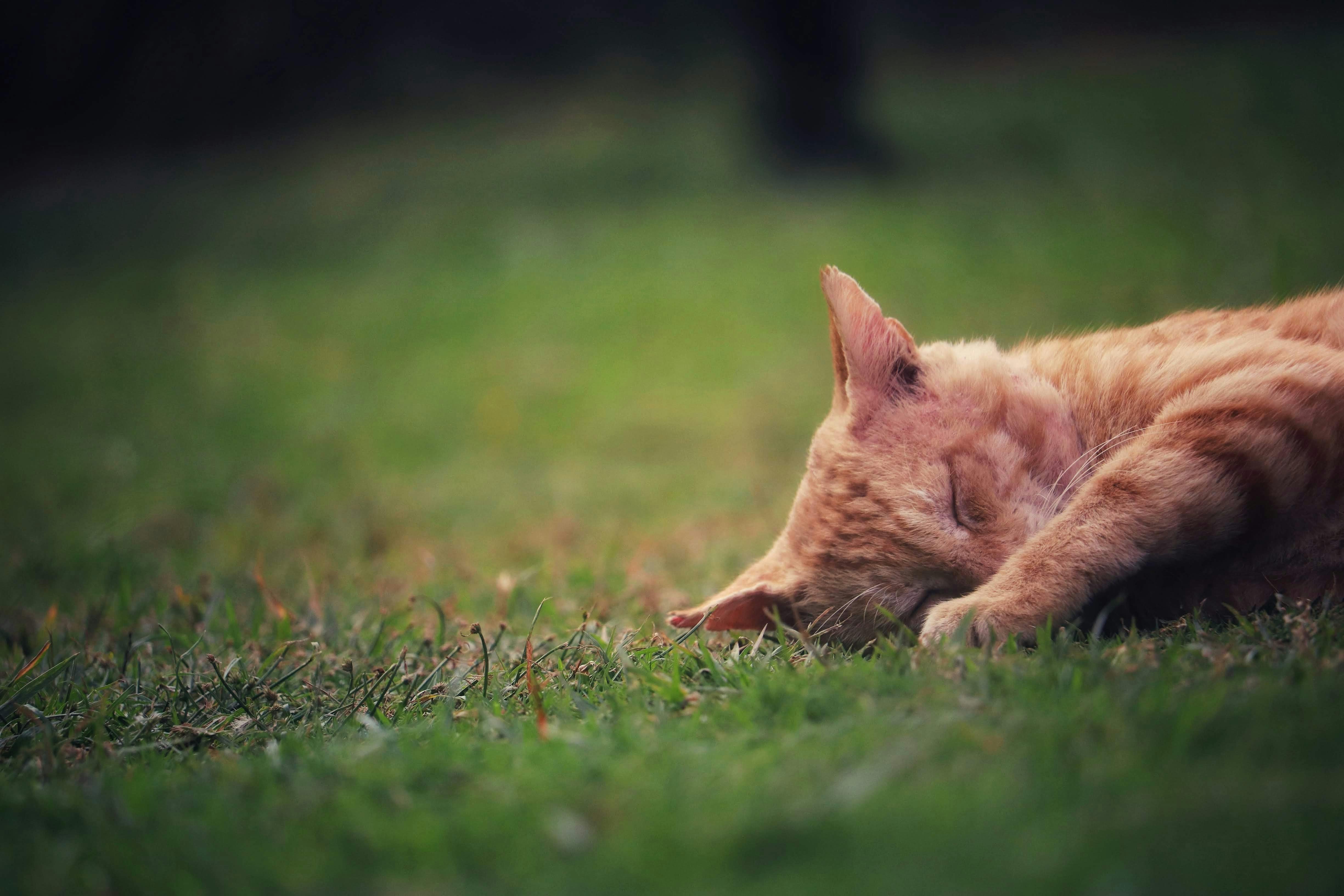 wellness-how-often-should-cats-sleep-hero-image