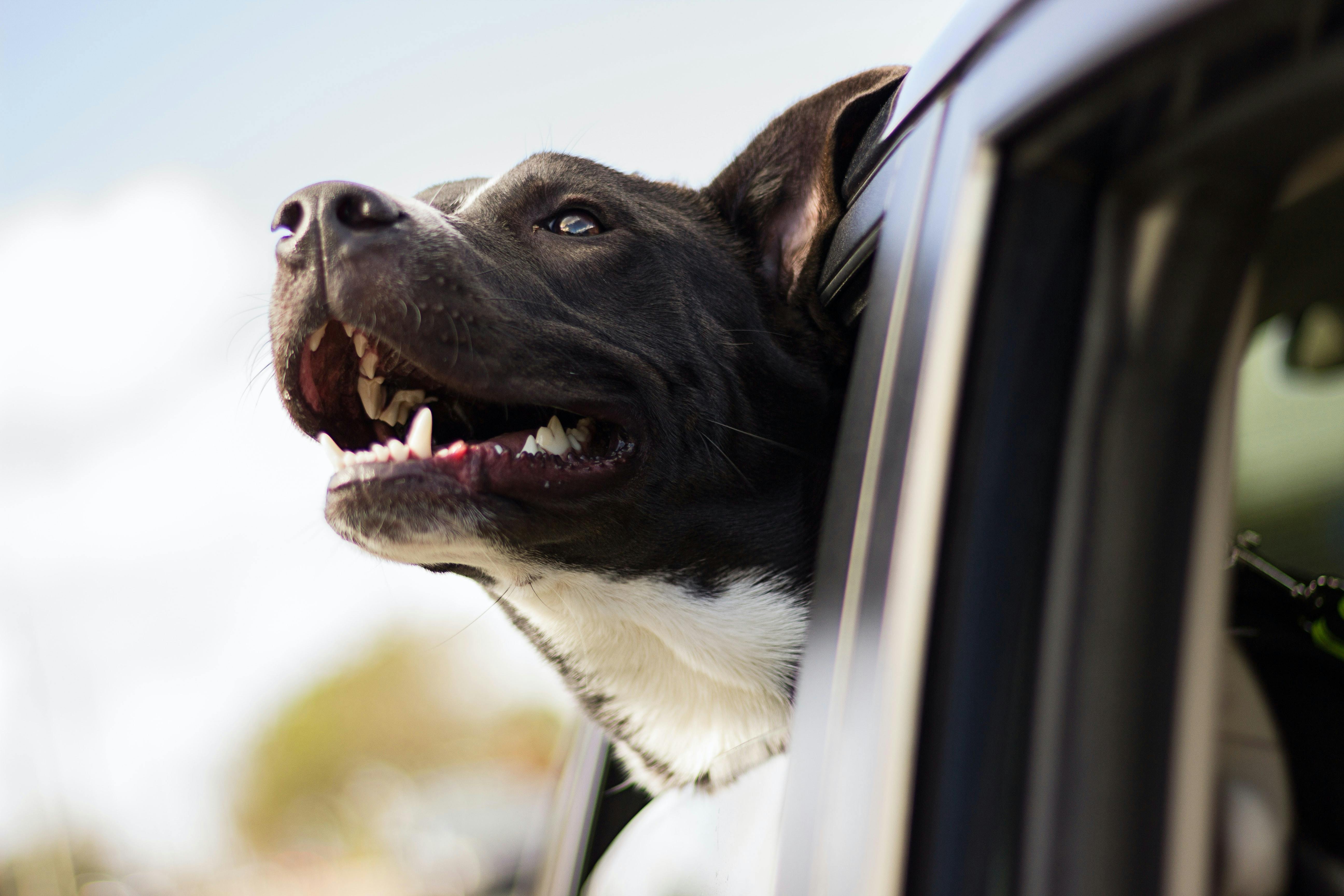wellness-10-tips-for-taking-your-dog-on-a-road-trip-hero-image