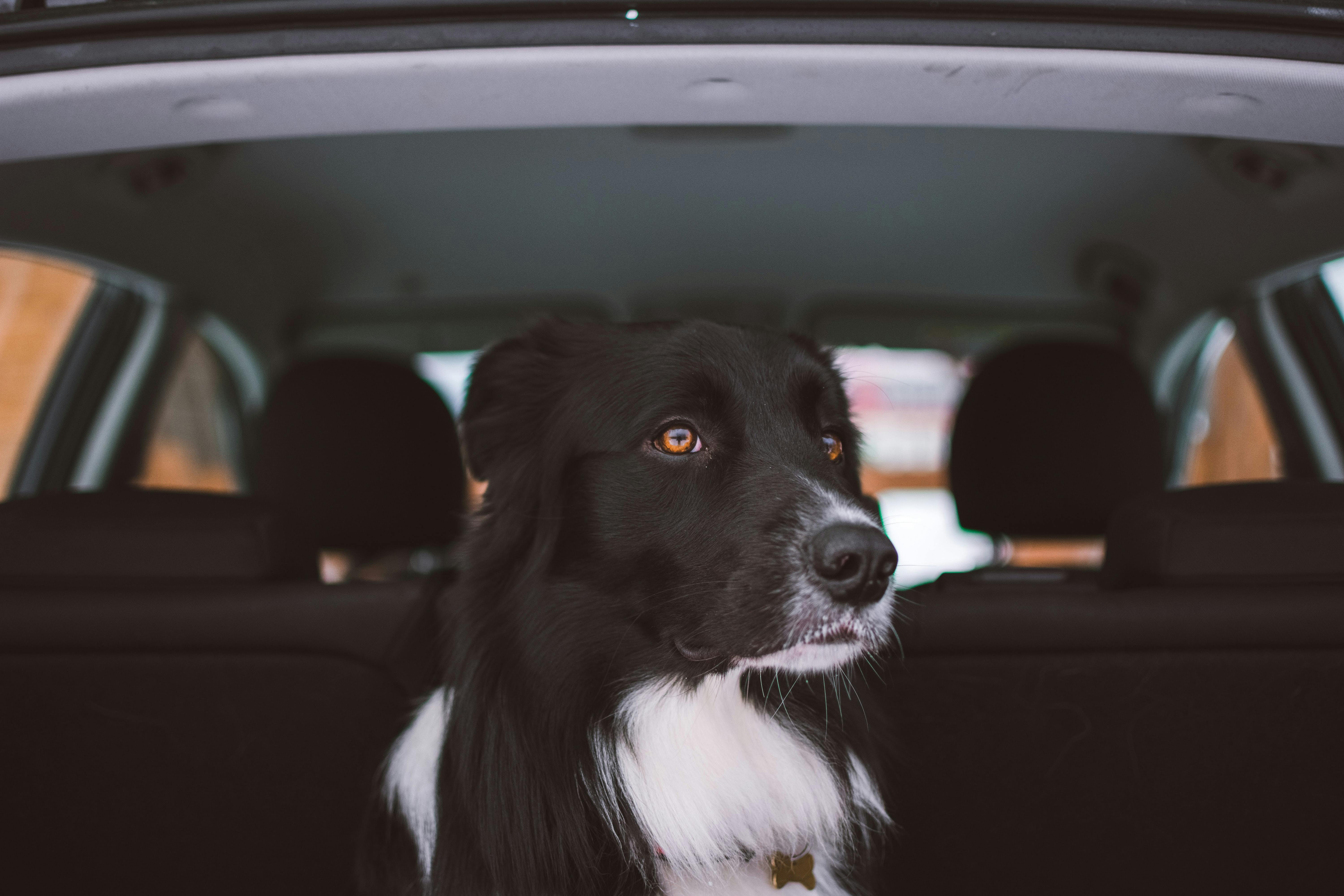 how long can a dog travel in a car