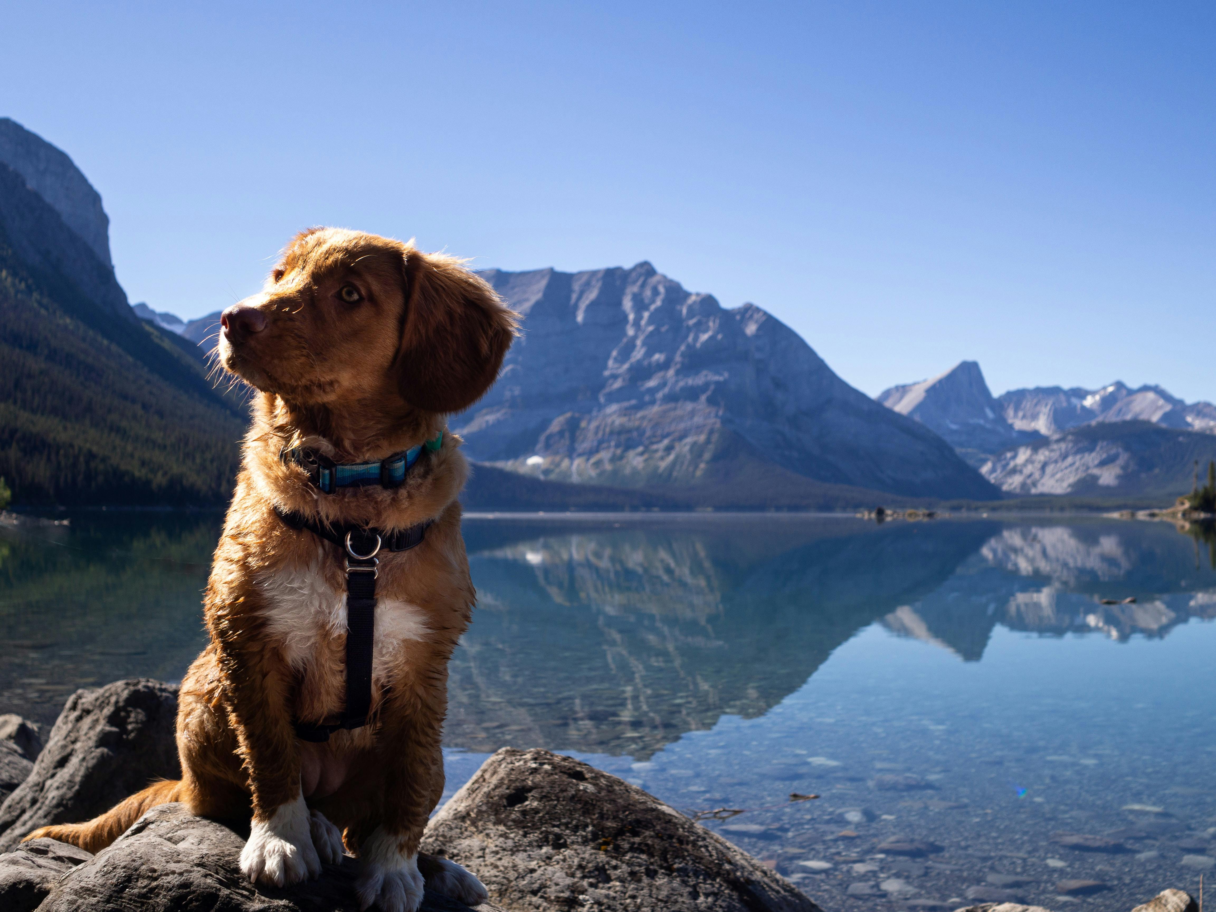 7 Tips for Taking your Dog on a Road Trip to the Lake