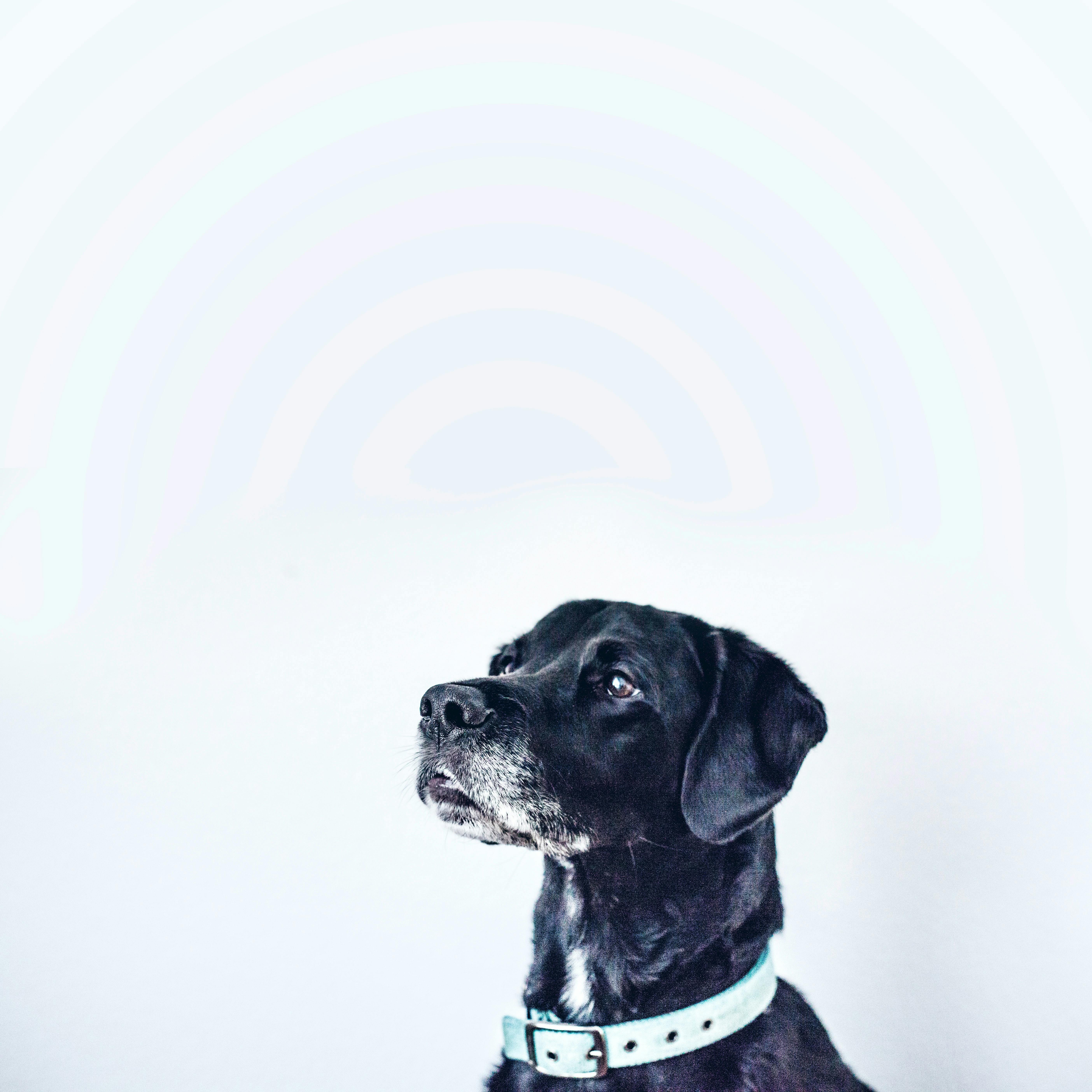 wellness-which-eco-friendly-dog-collar-is-best-for-my-puppy-hero-image