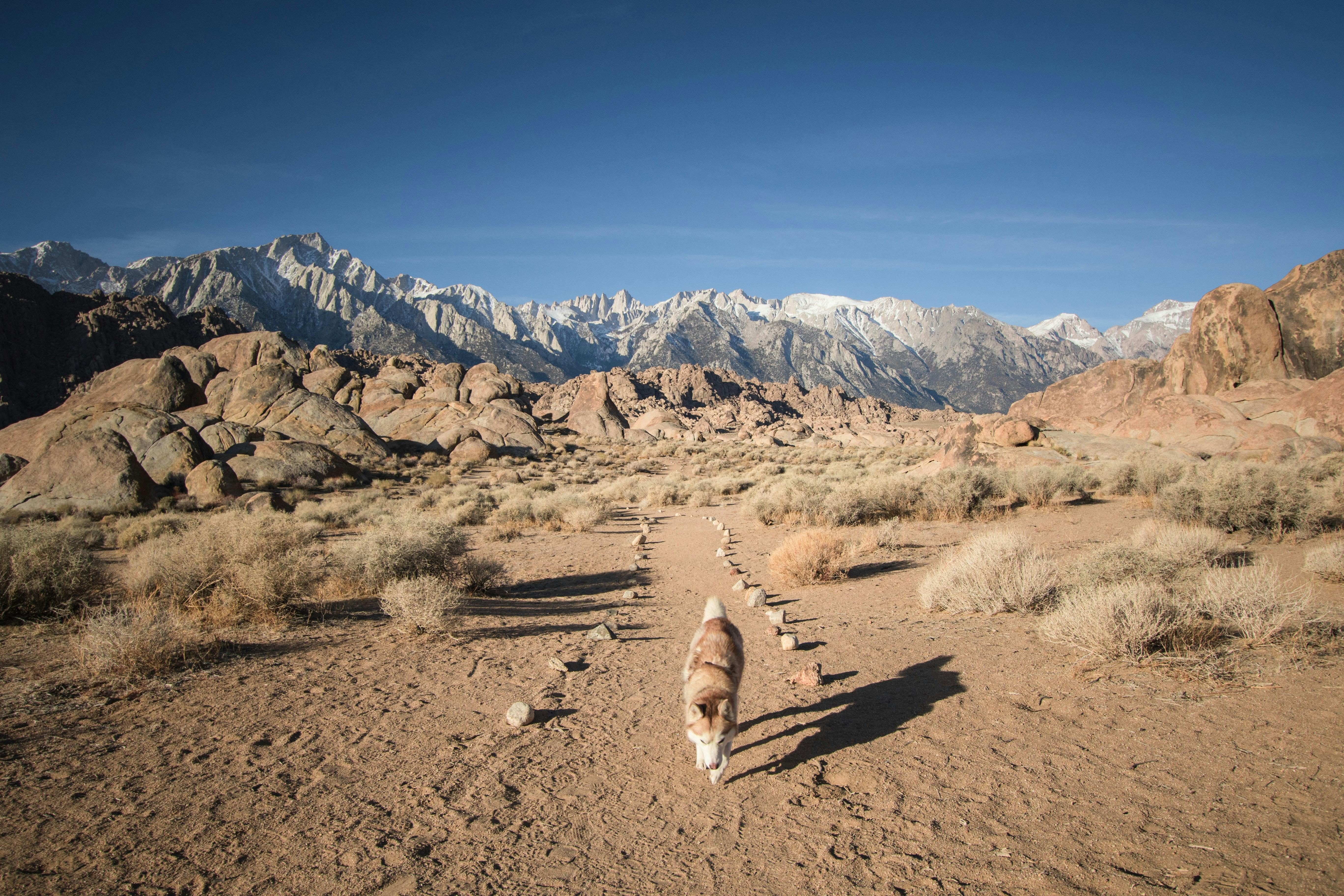 wellness-the-ultimutt-guide-to-a-rocky-mountains-road-trip-with-your-dog-hero-image