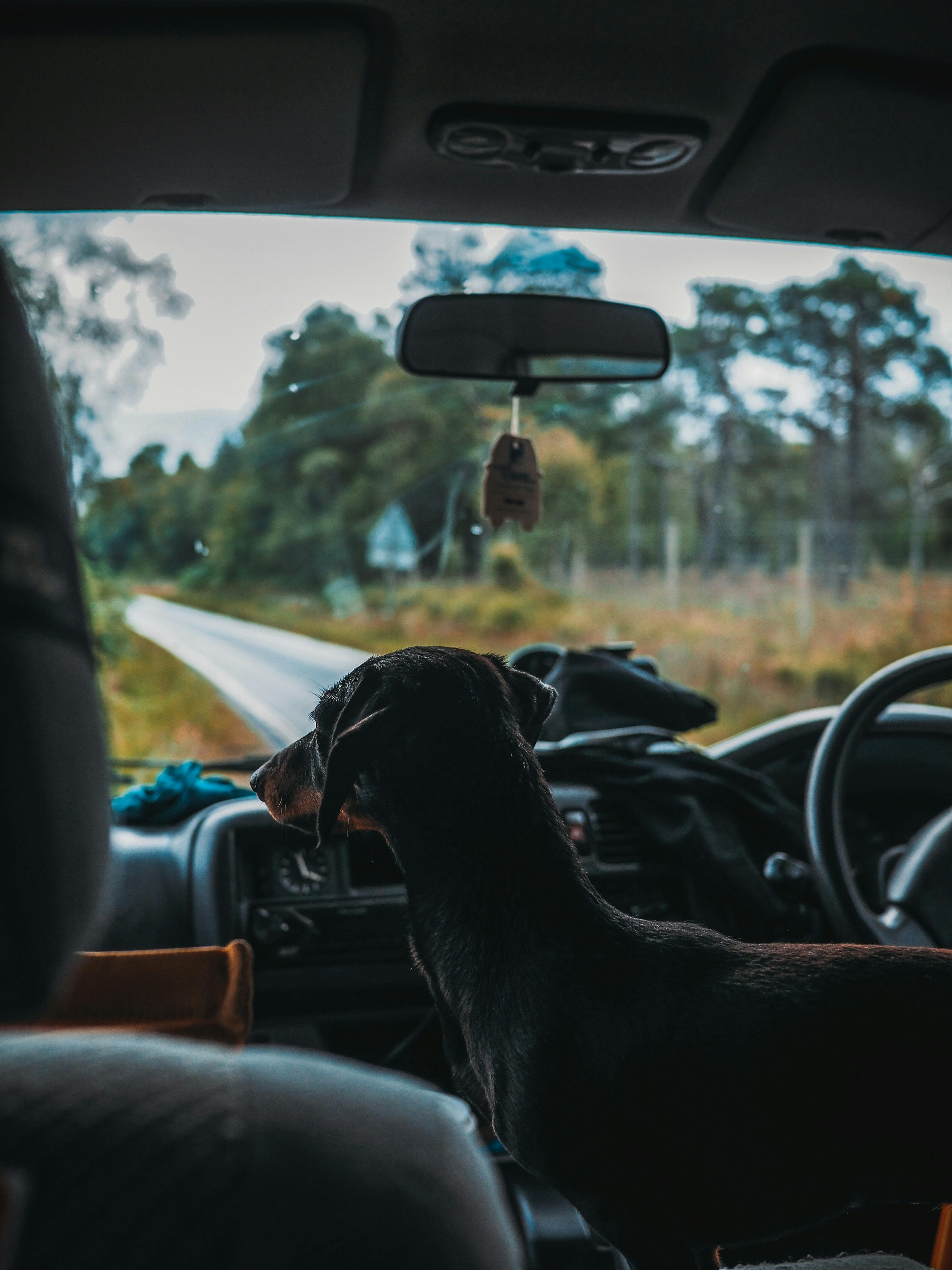 wellness-how-do-you-travel-long-distance-with-a-dog-in-a-car-hero-image