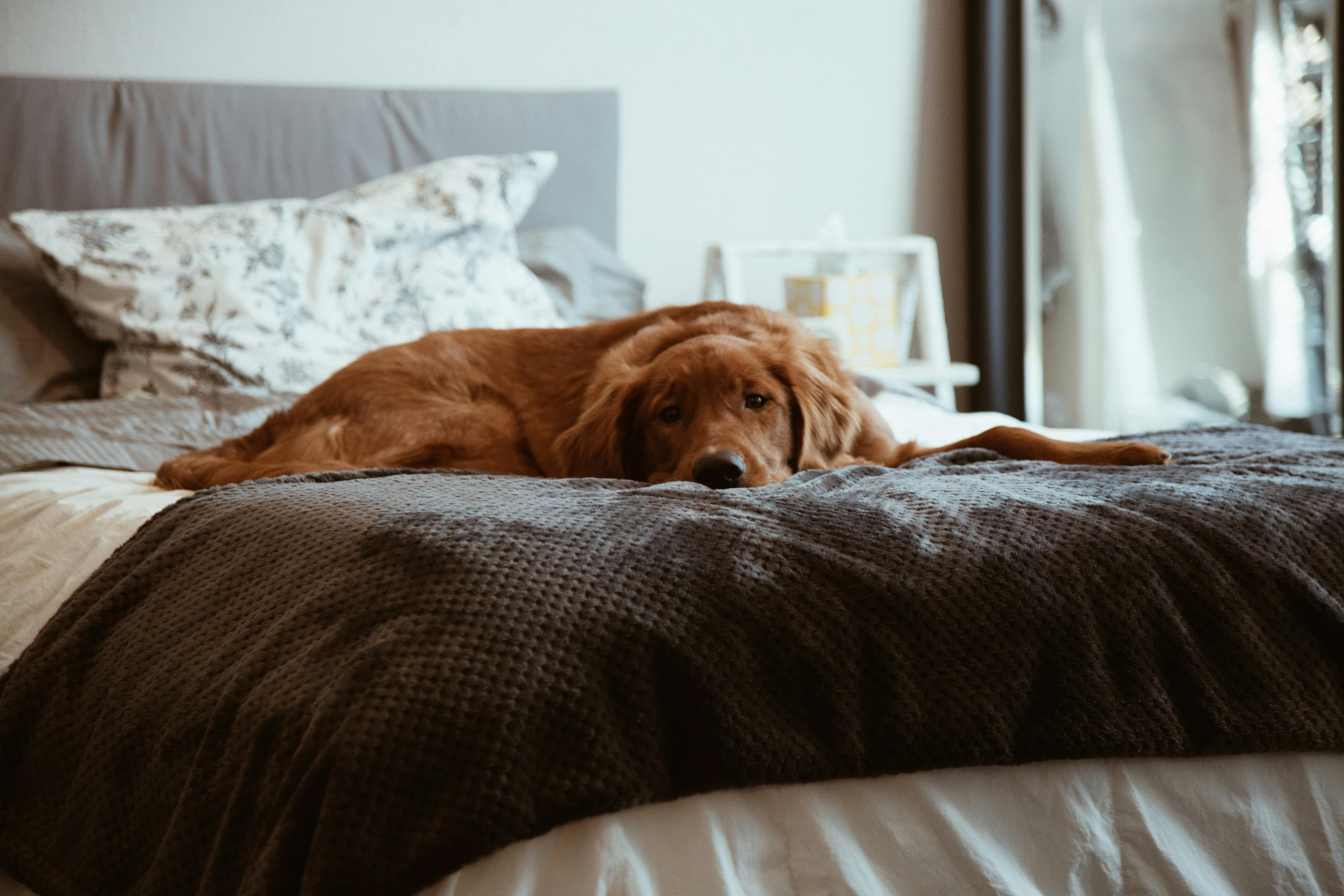 Dog keeps shop scratching bed