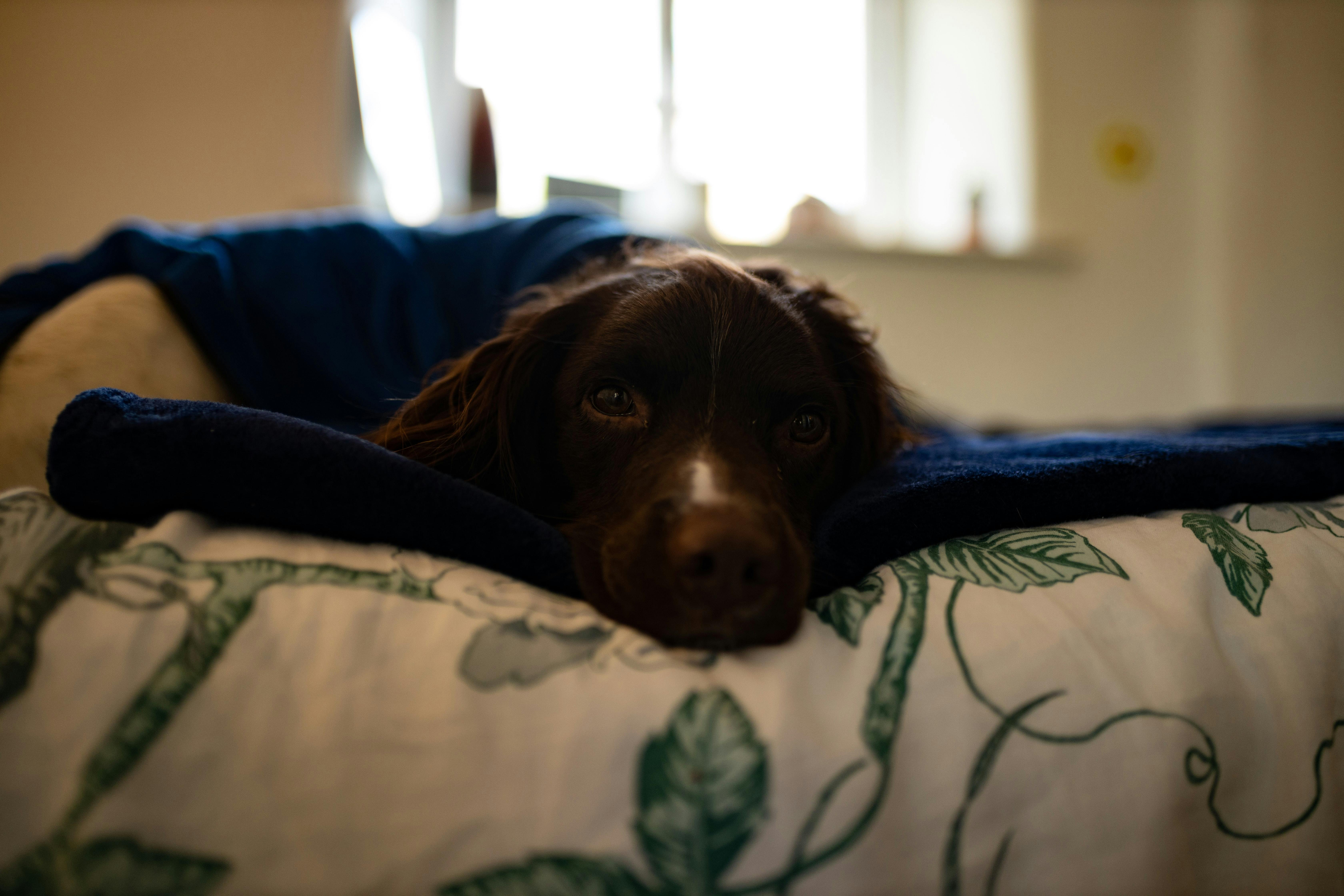 does dust affect dogs