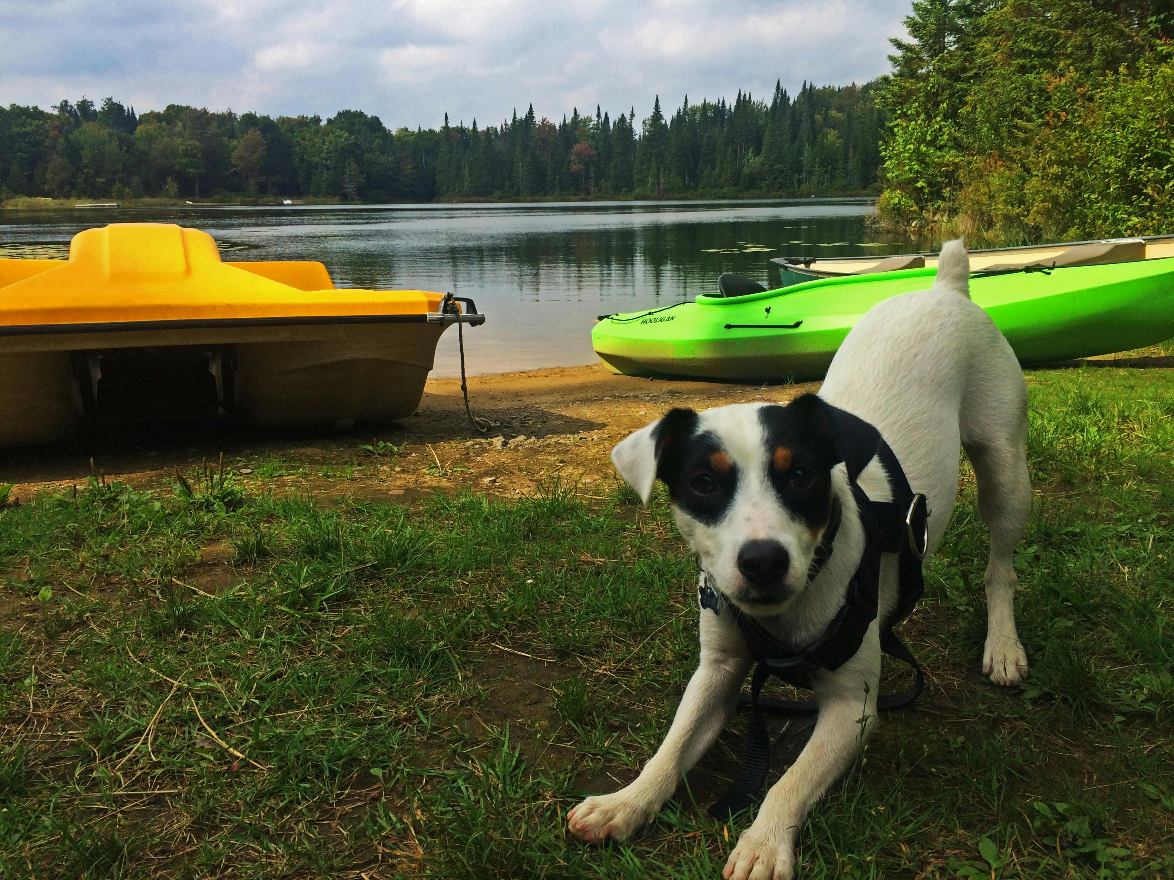 6 Tips for Boating with Your Dog (Tips from a Boat Dog Mom)