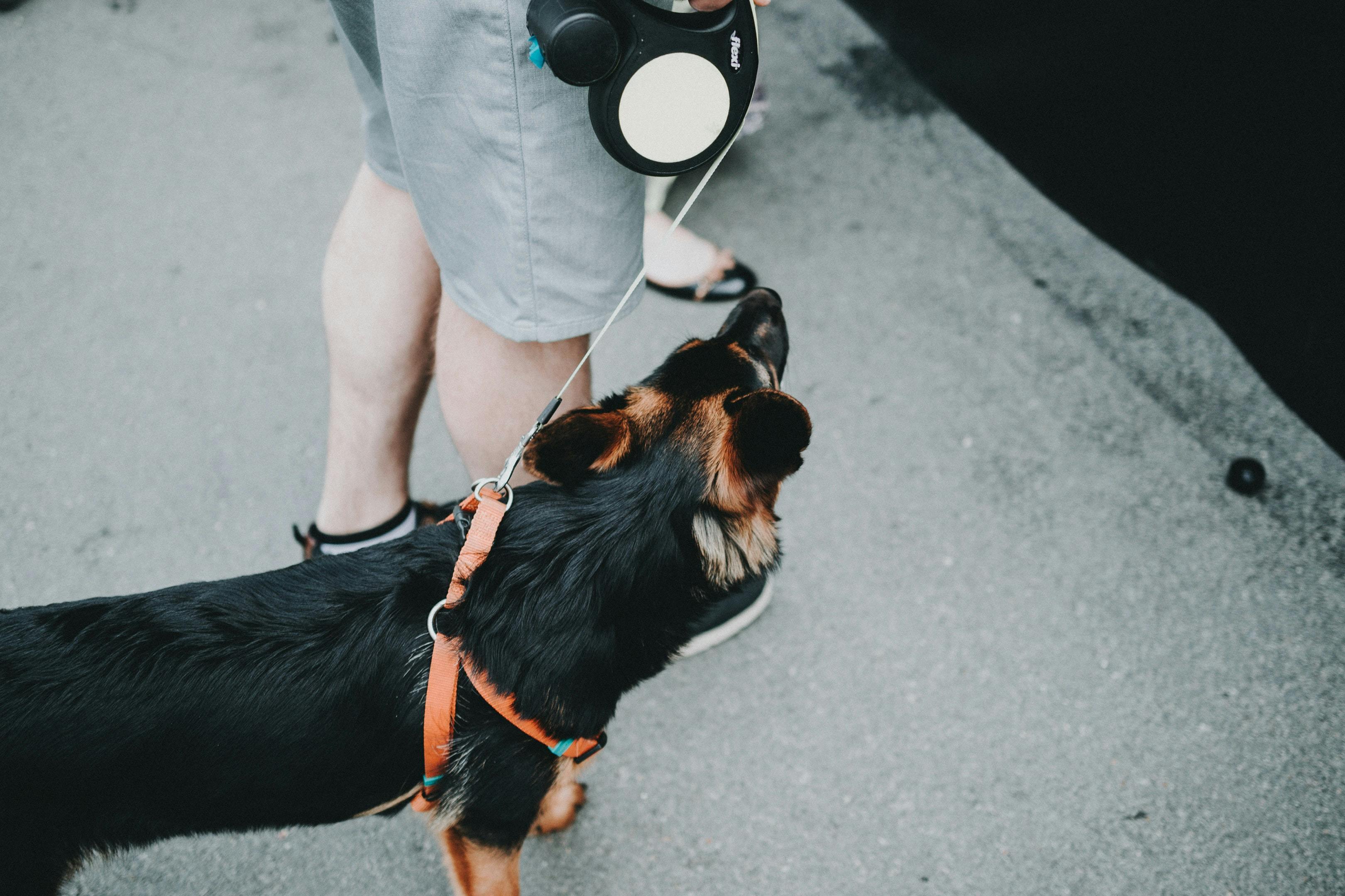 Great choice cheap retractable leash