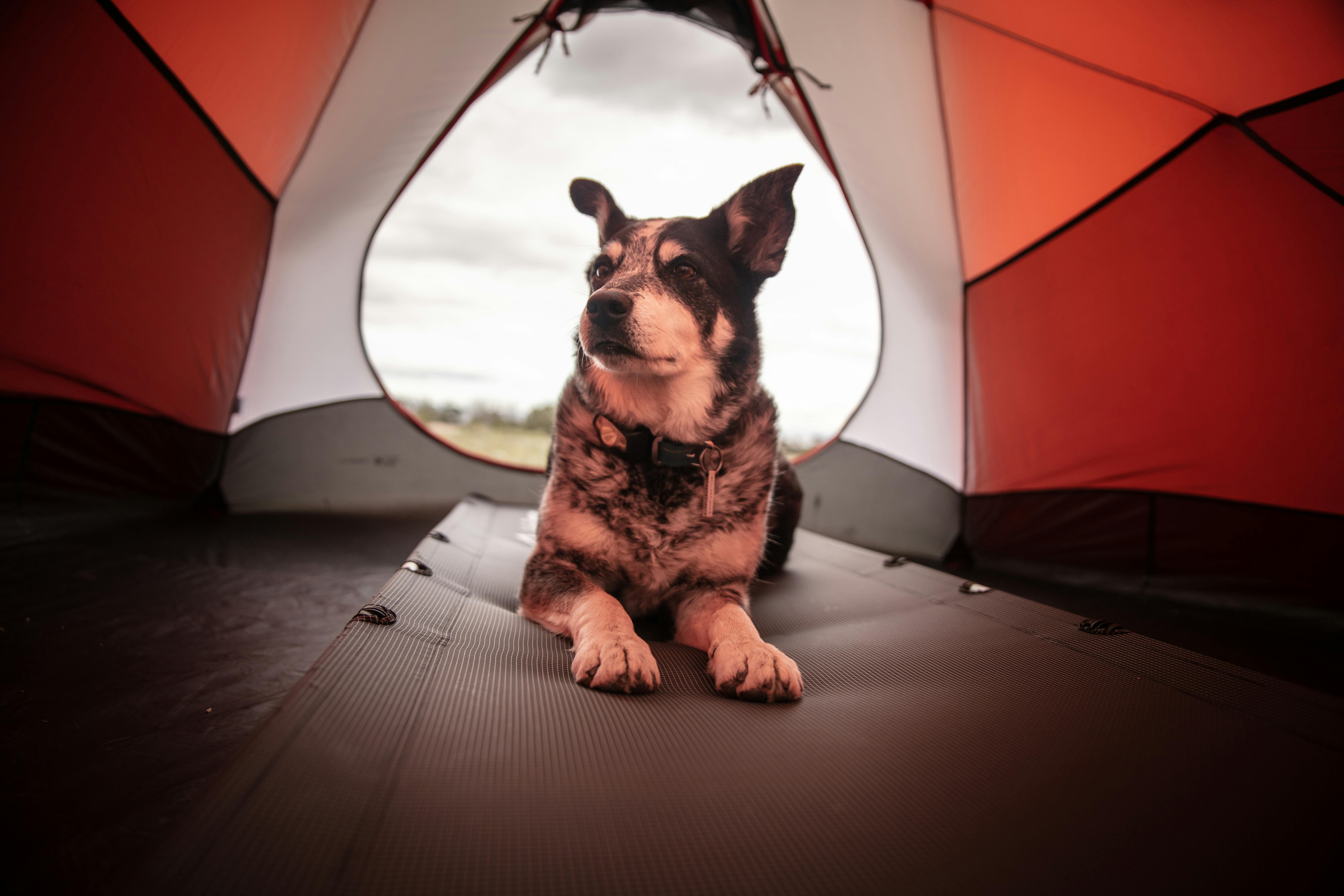 wellness-everything-you-need-to-know-about-traveling-cross-country-with-a-dog-hero-image