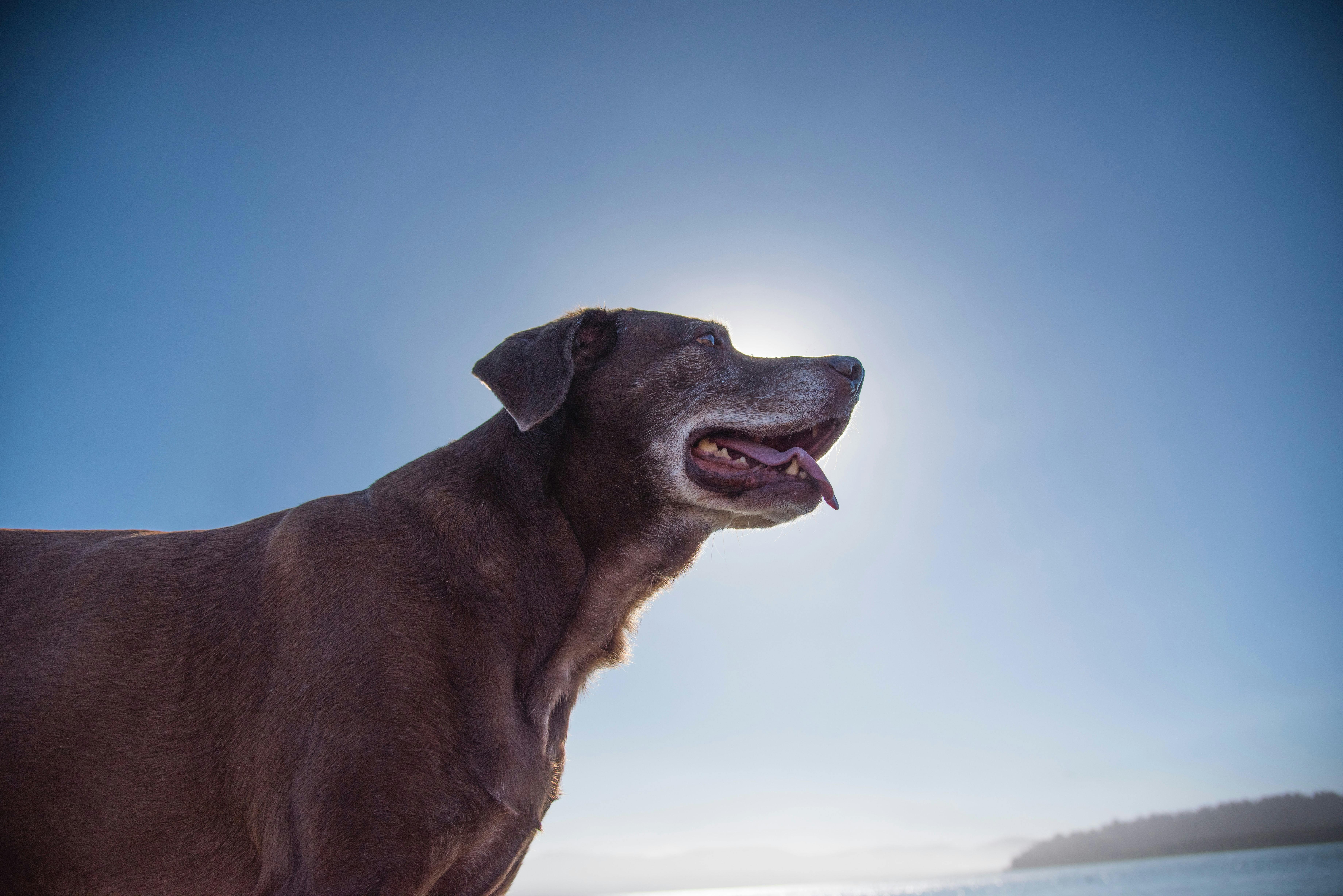 Is There an Age Limit for Dogs to Fly  