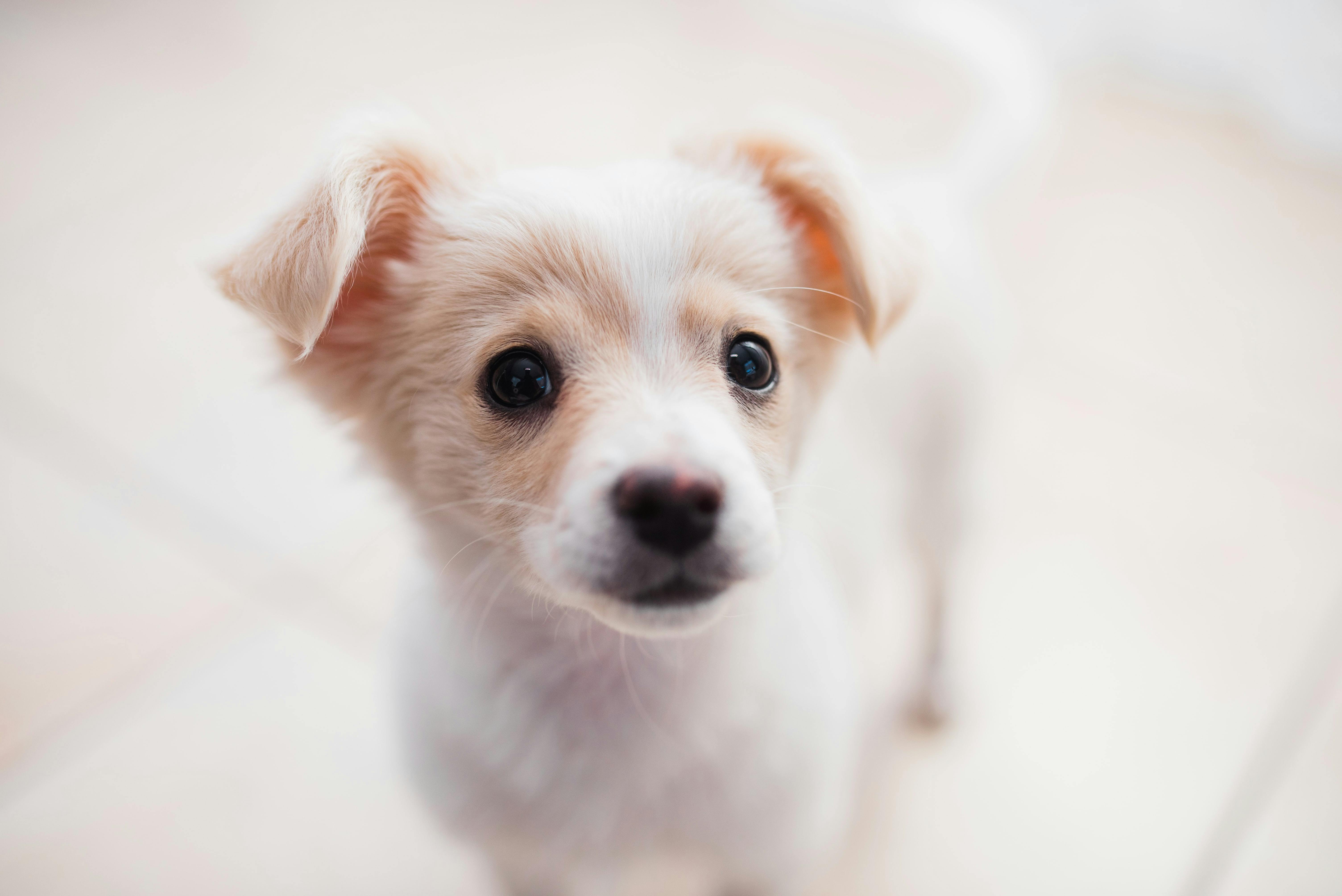 how long can puppies stay home alone