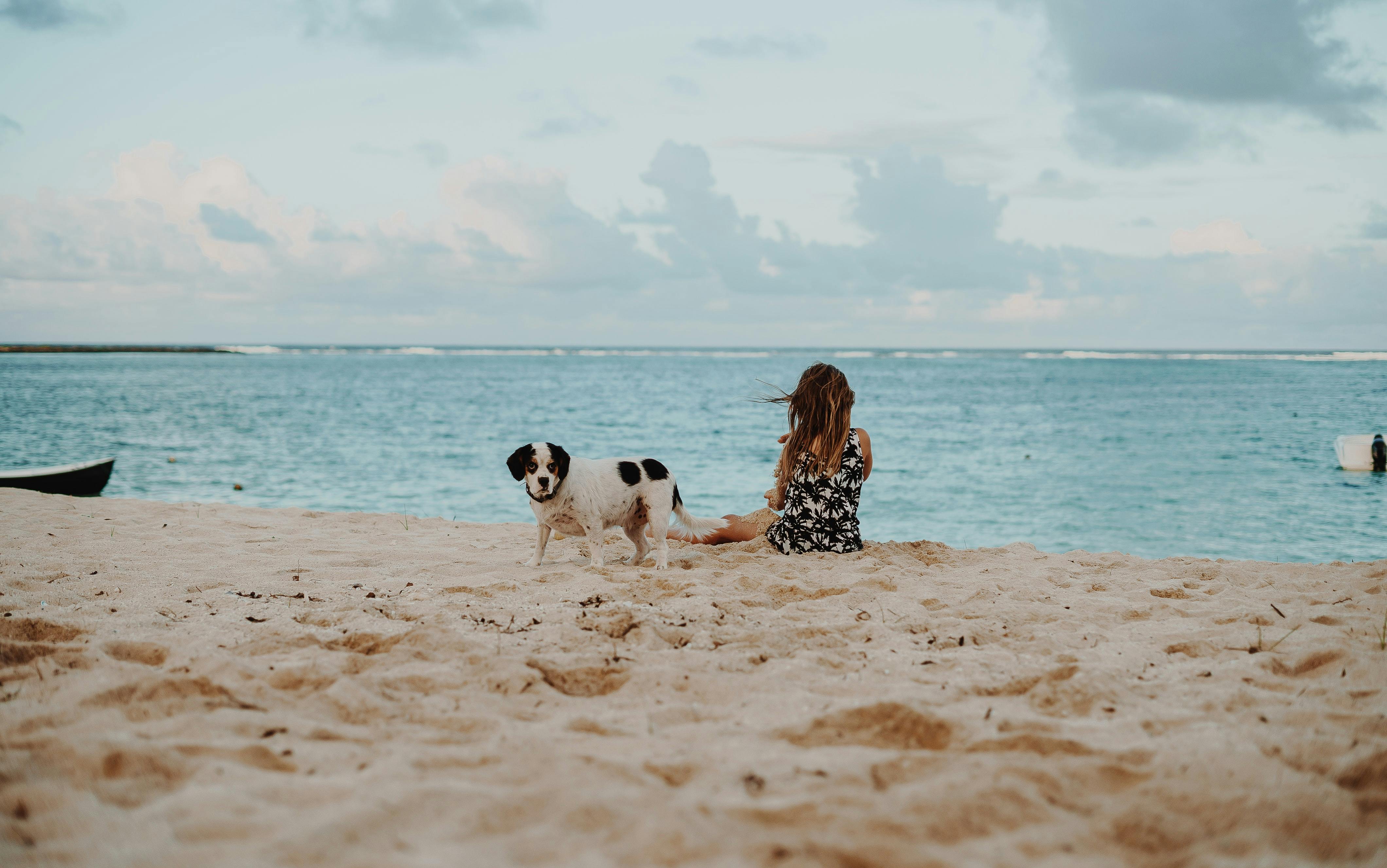 wellness-tips-for-taking-your-dog-on-a-road-trip-to-the-beach-hero-image
