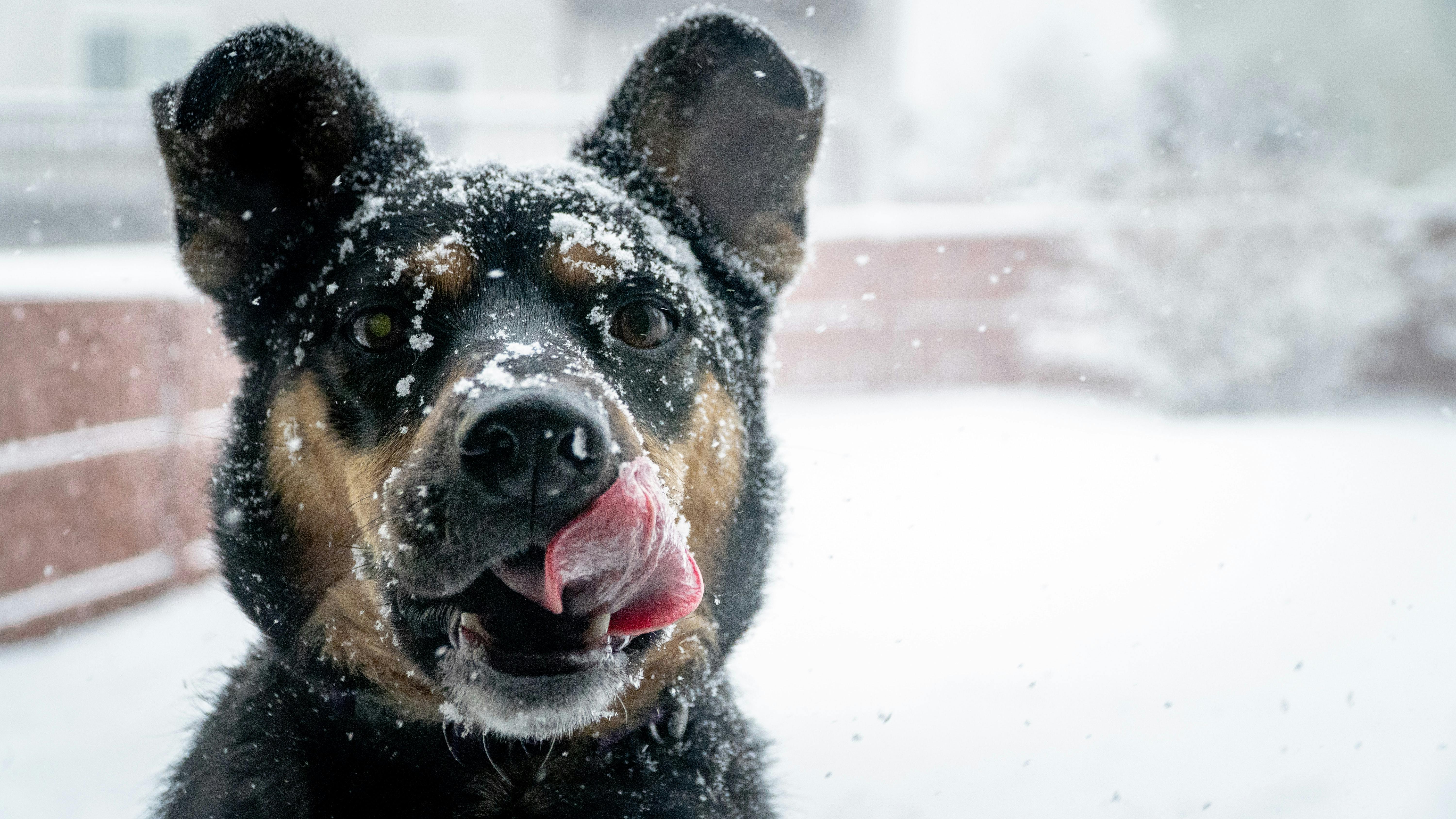 Dogs in the store snow